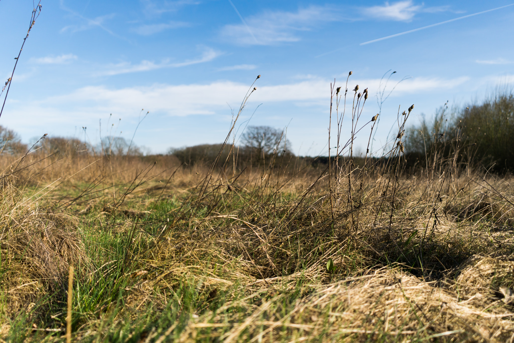 Sony E 20mm F2.8 sample photo. Grass. photography