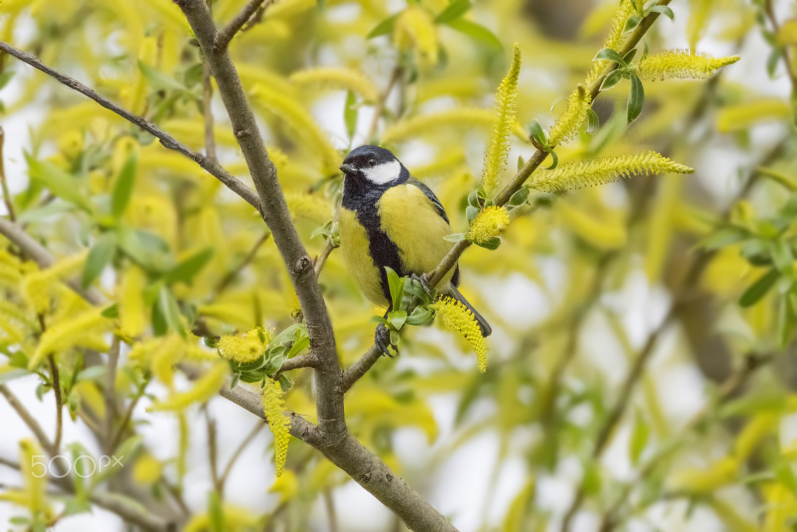 Nikon D810 sample photo. Titmouse/cinciallegra/cиница photography