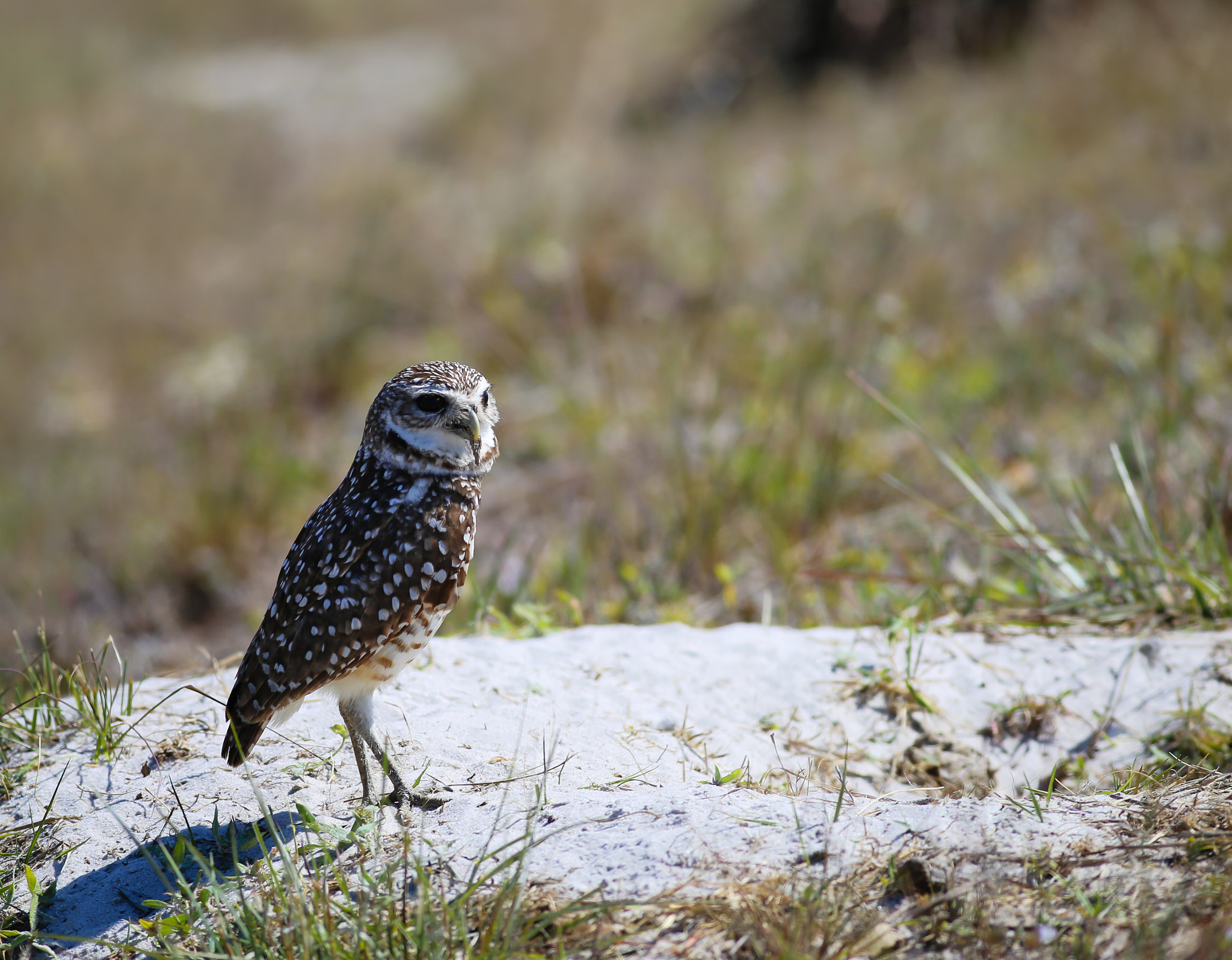 Canon EOS 6D + Canon EF 400mm F5.6L USM sample photo. Out for a walk photography