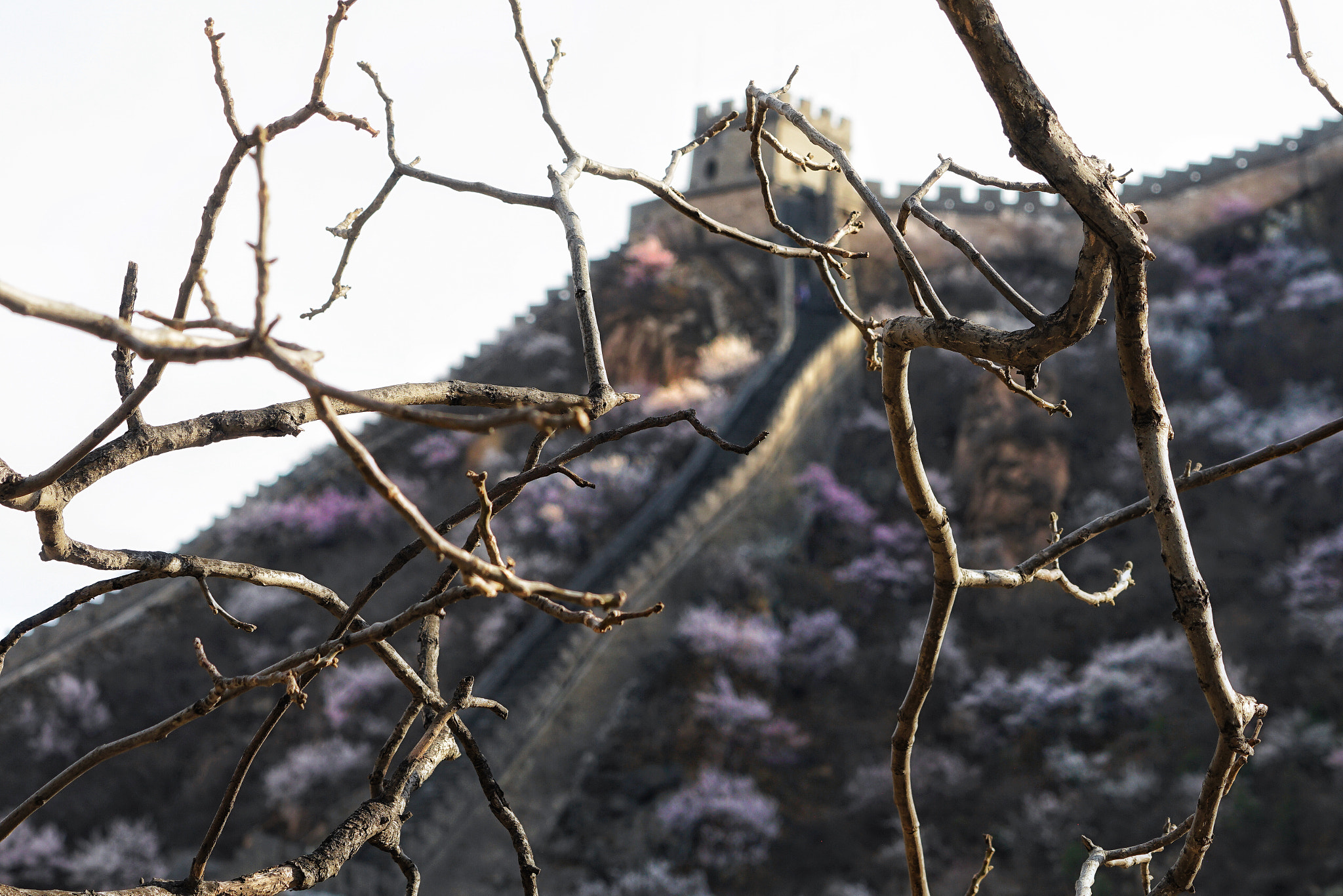 Sony a7R II + Sony FE 70-200mm F4 G OSS sample photo. Great wall cherry blossom photography