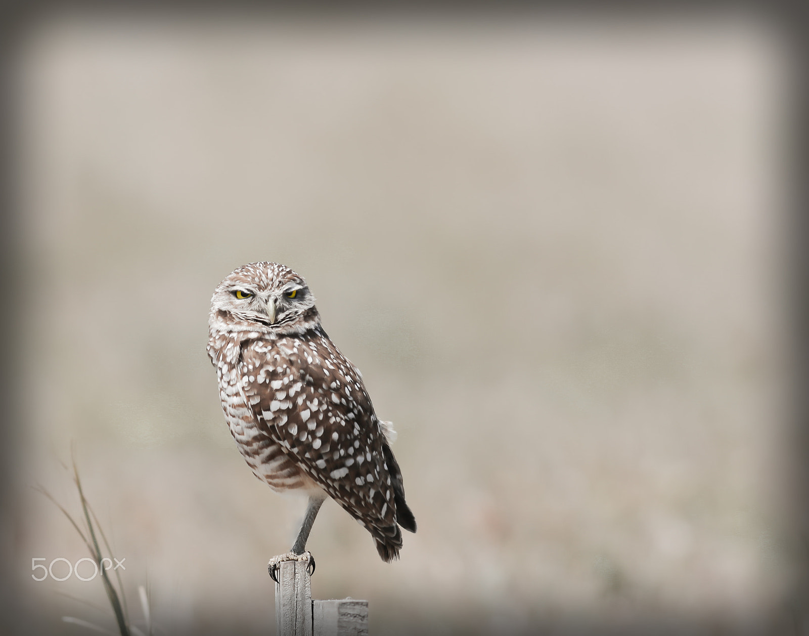 Canon EOS 6D sample photo. My perch two photography