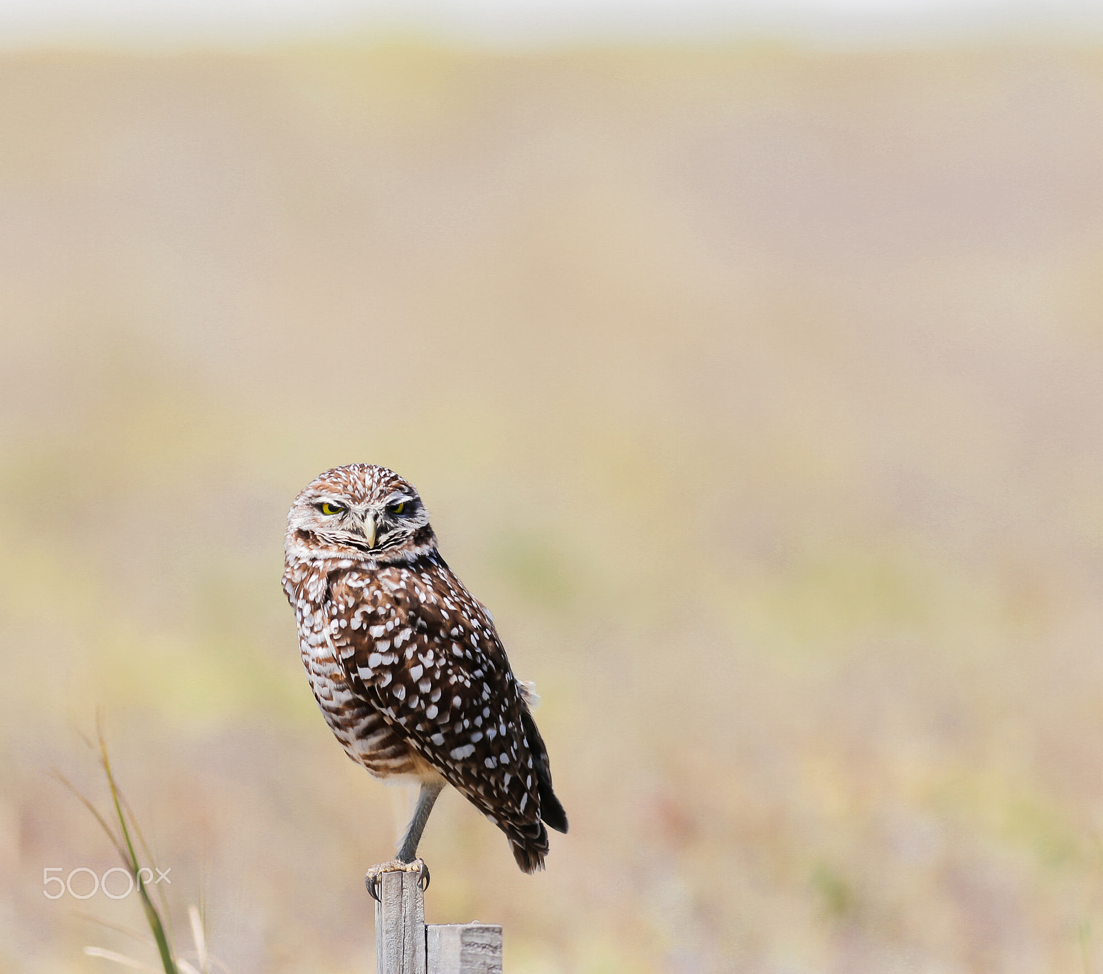 Canon EF 400mm F5.6L USM sample photo. My perch  photography