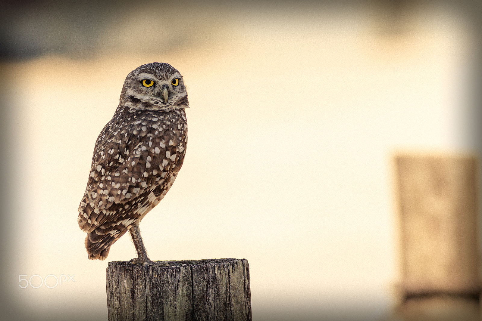 Canon EOS 6D + Canon EF 400mm F5.6L USM sample photo. Parting look photography