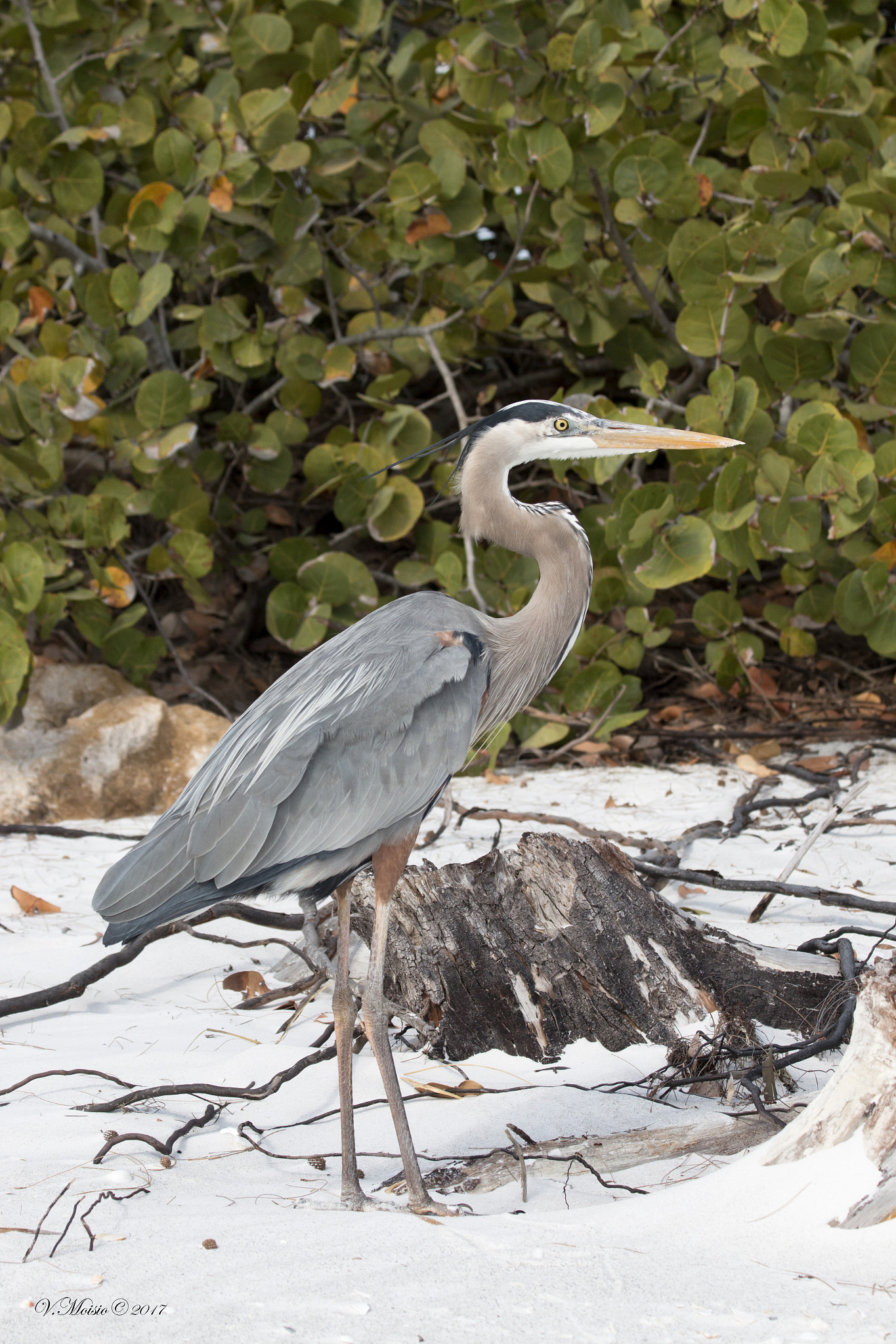 Canon EF 70-300mm F4-5.6 IS USM sample photo. Blue heron photography
