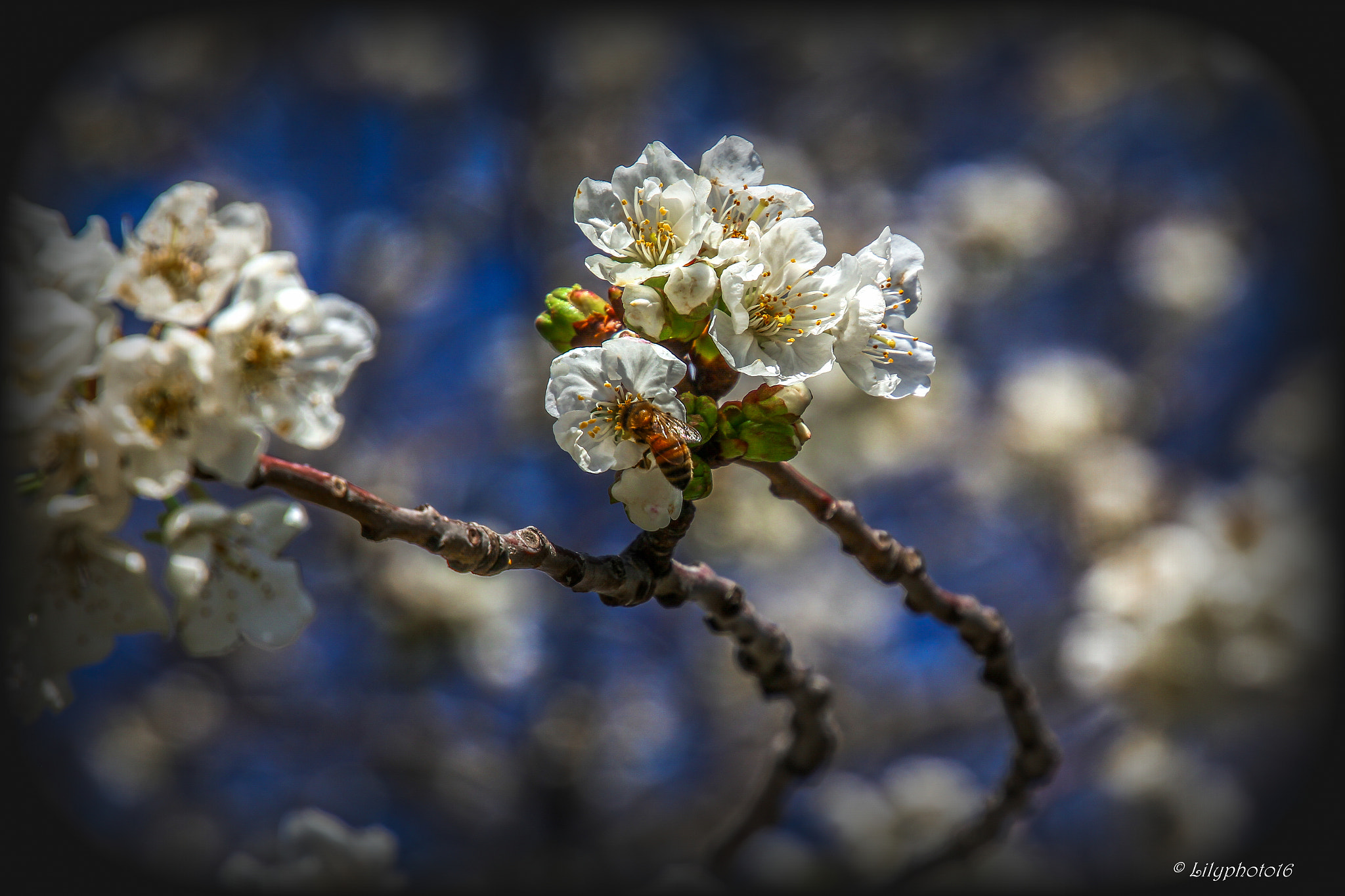 Canon EOS 550D (EOS Rebel T2i / EOS Kiss X4) sample photo. Spring photography