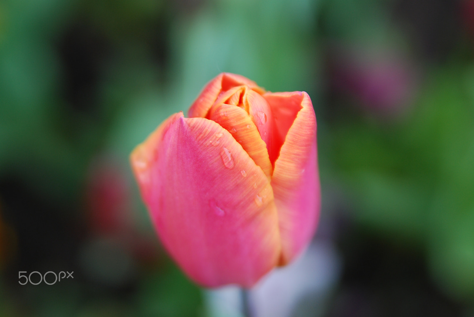 Nikon D80 sample photo. Untitled photography