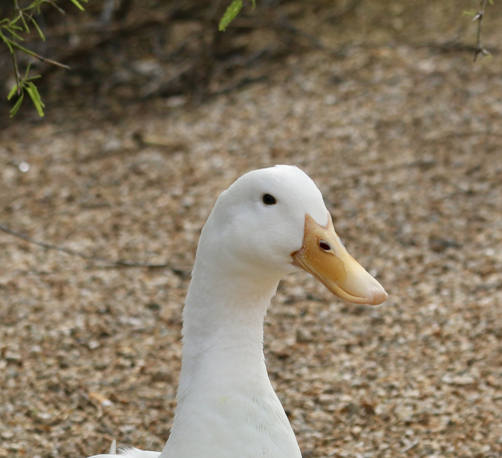 Canon EF 70-300mm F4-5.6 IS USM sample photo. Hello photography