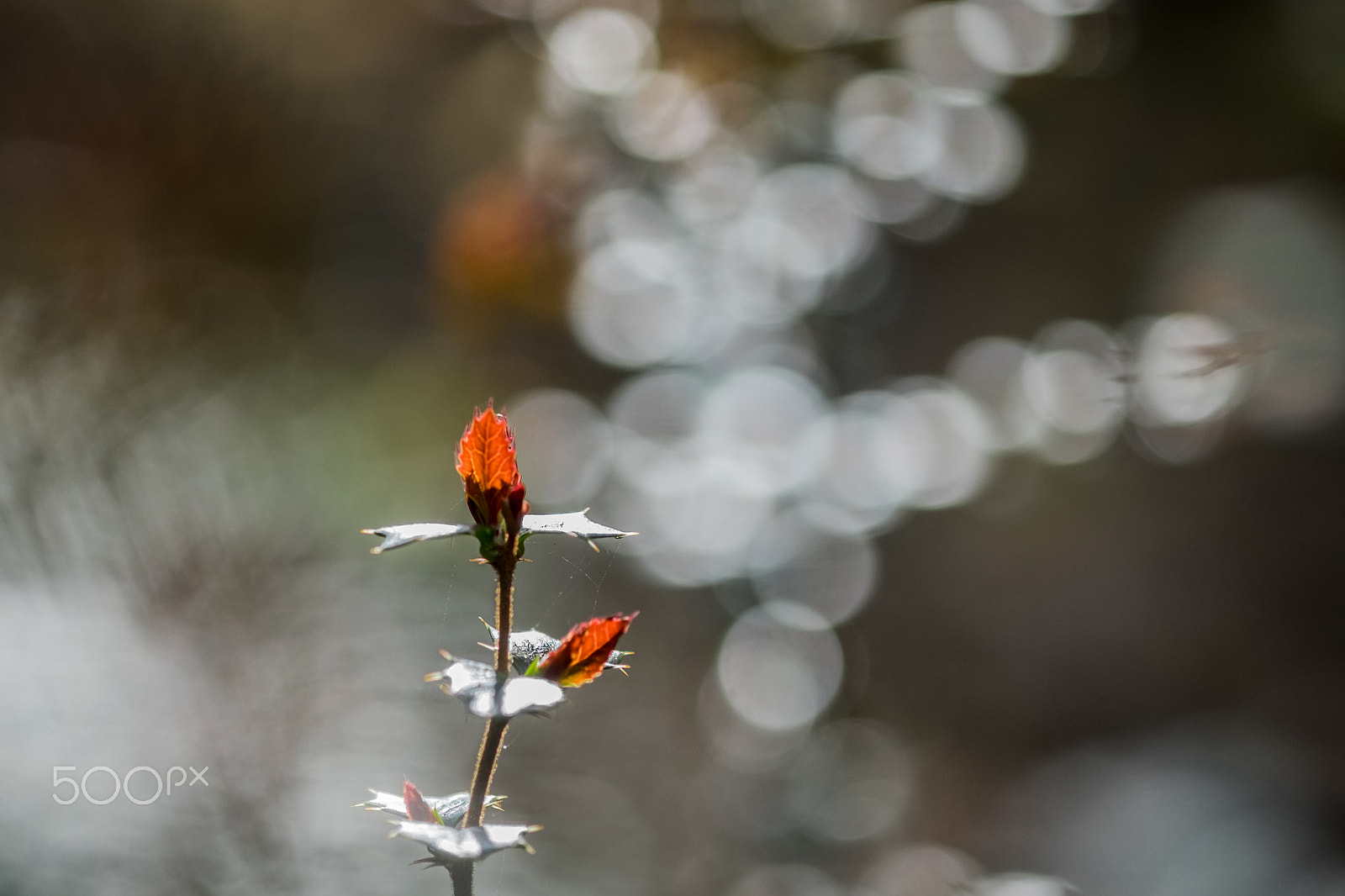 Fujifilm X-T1 sample photo. It's spring 3 photography