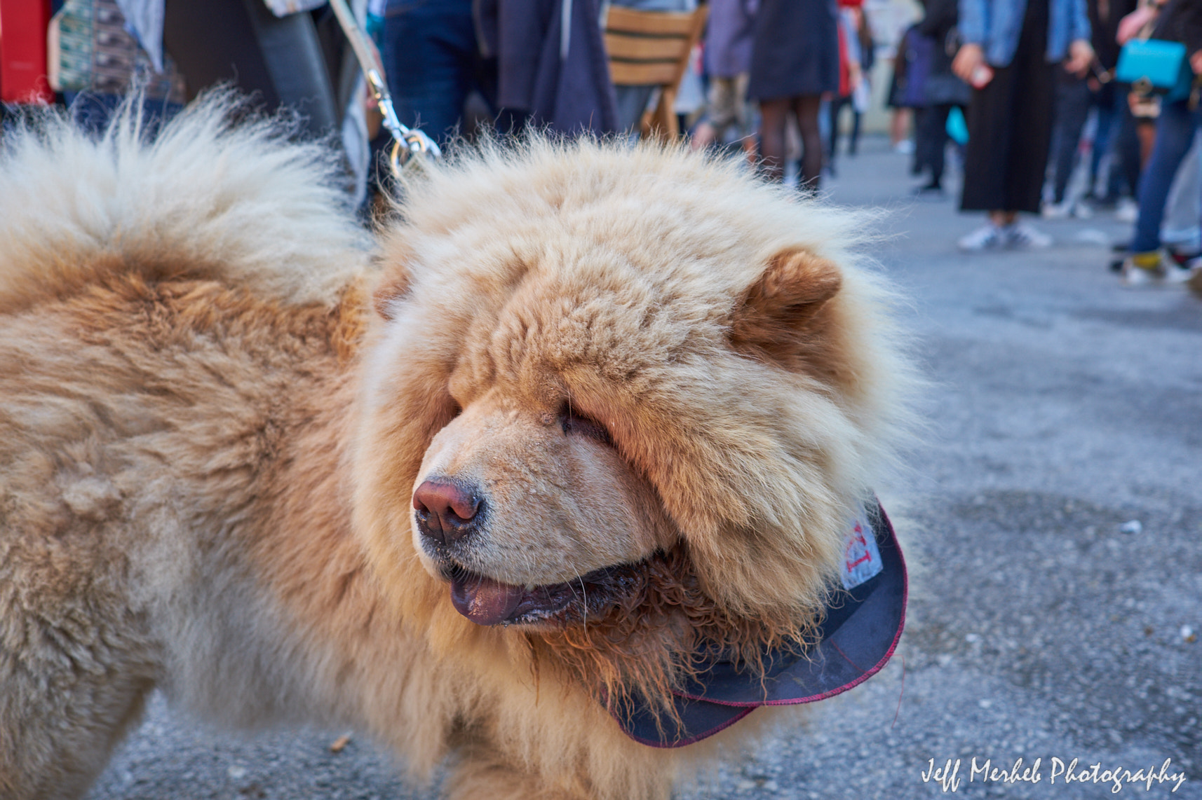 Fujifilm X-T10 + Fujifilm XF 23mm F2 R WR sample photo. Puffy dog photography