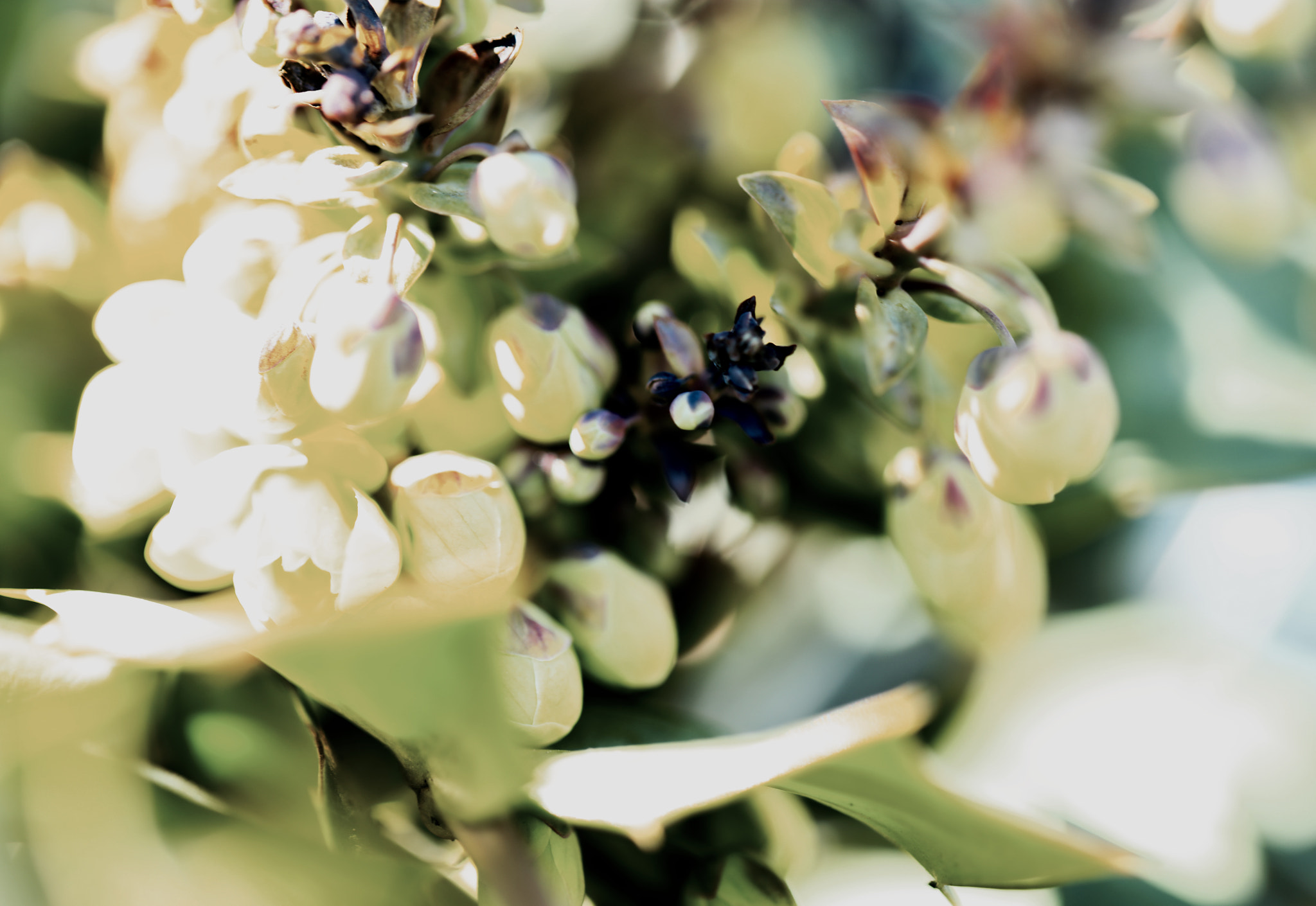Canon EF 100mm F2.8L Macro IS USM sample photo. Follow the sun photography