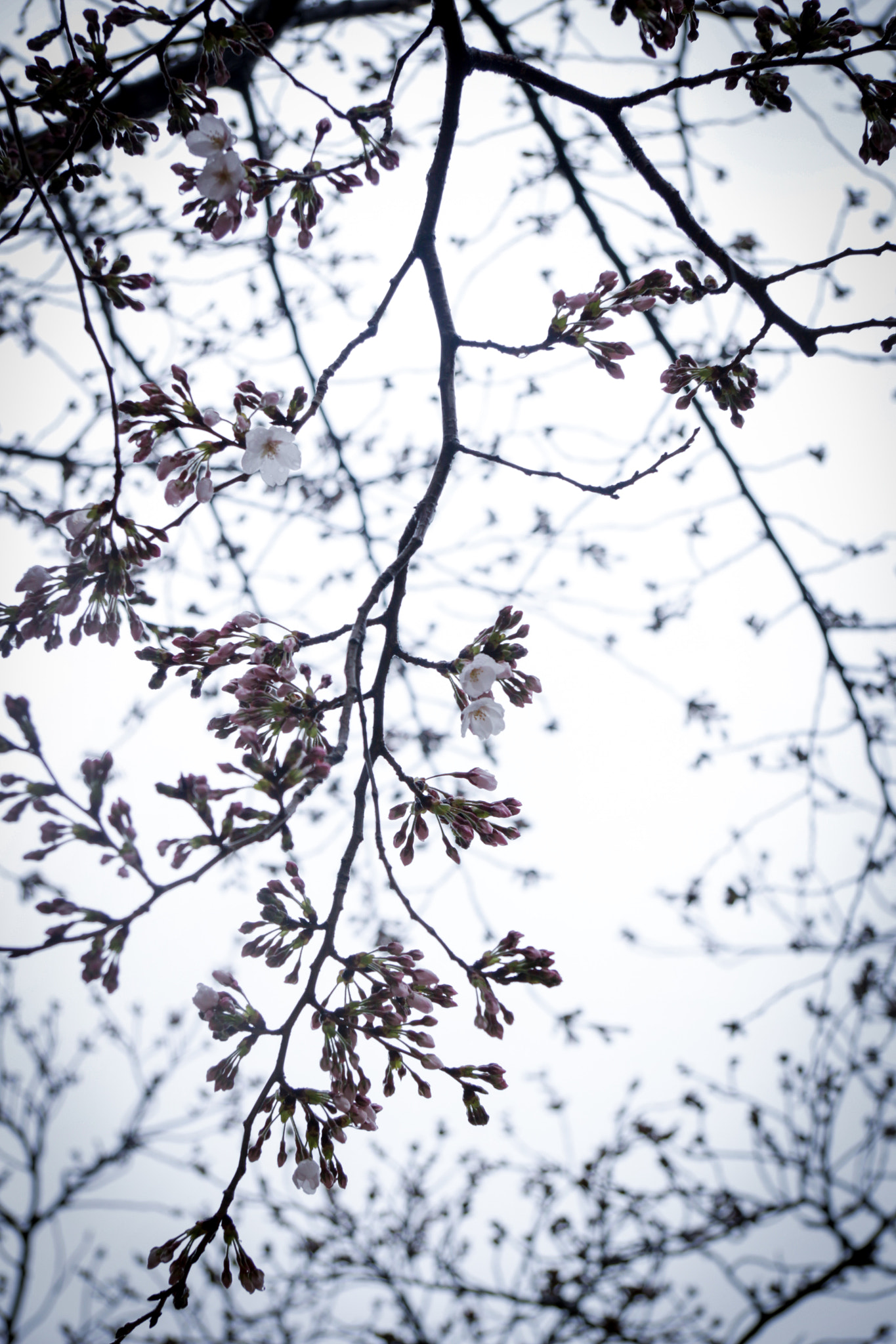 Canon EF-S 17-85mm F4-5.6 IS USM sample photo. 自ら来たる也 photography