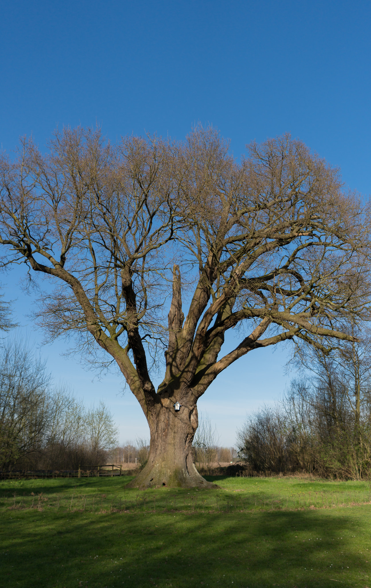 Sony a6300 sample photo. Oak. photography