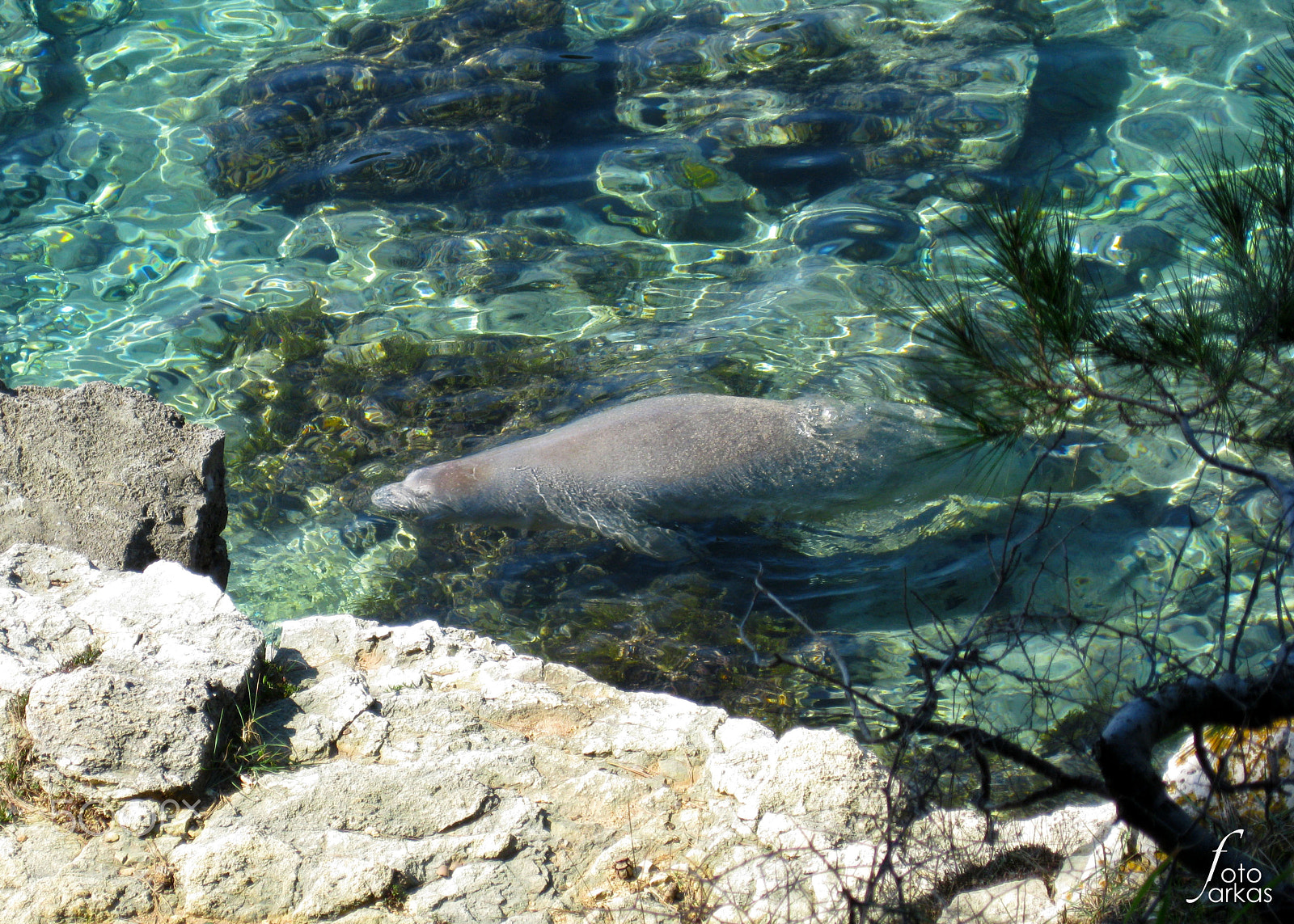 Canon PowerShot A3100 IS sample photo. Monk seal in zen photography