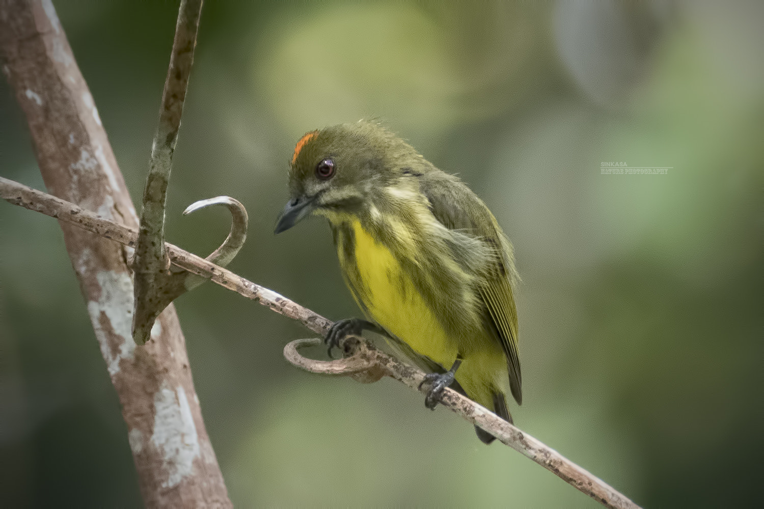 Olympus OM-D E-M1 Mark II sample photo. Yellow breasted flowerpecker photography