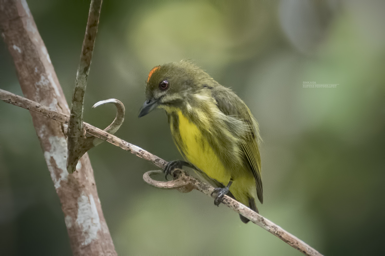 M.300mm F4.0 + MC-14 sample photo. Yellow breasted flowerpecker photography