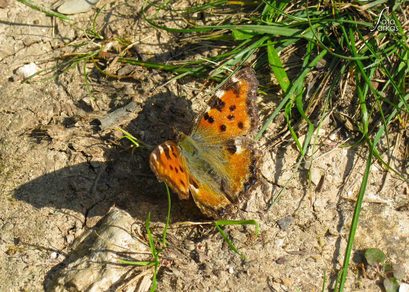 Canon PowerShot A3100 IS sample photo. Butterfly in spring photography