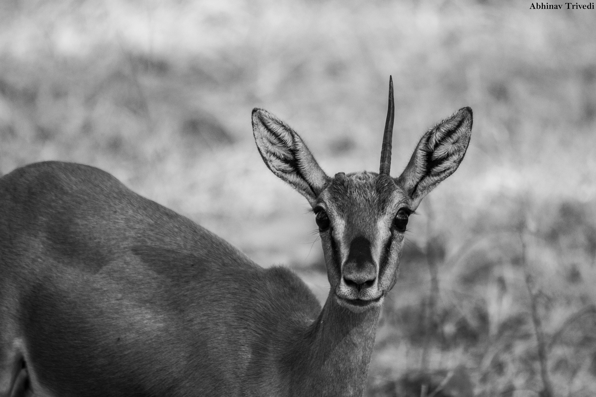 Sigma 150-500mm F5-6.3 DG OS HSM sample photo. Unicorn photography