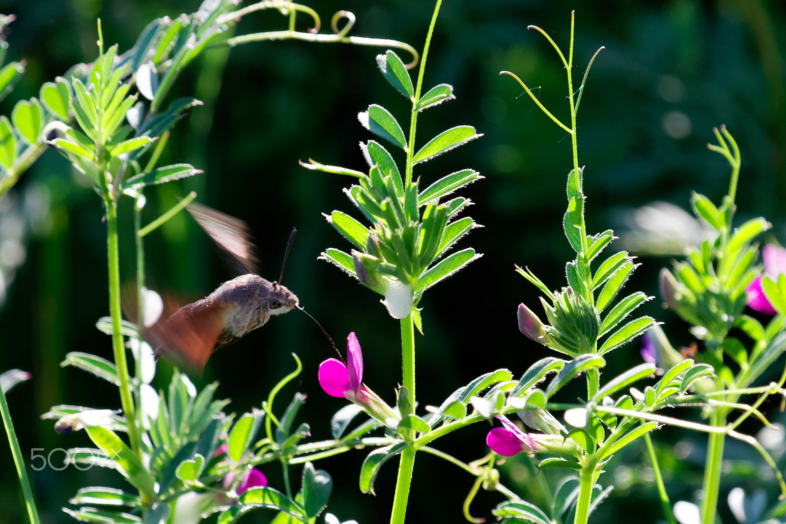 Canon EF 100-400mm F4.5-5.6L IS USM sample photo. Moro-sphinx photography