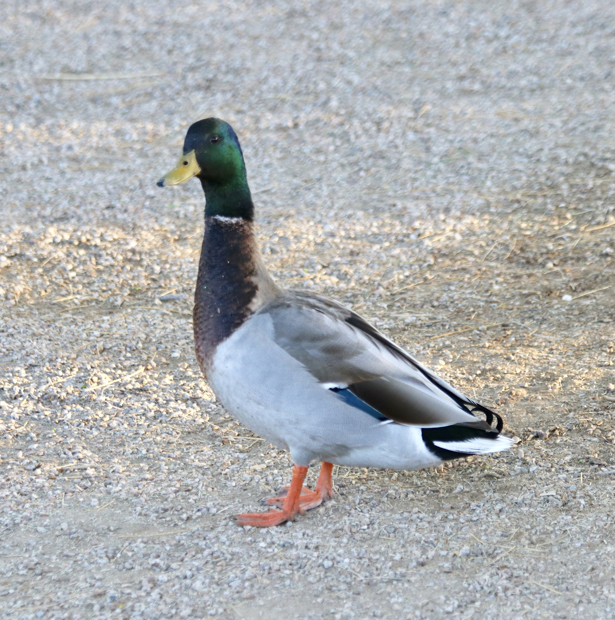 Canon EF 70-300mm F4-5.6 IS USM sample photo. Mallard photography
