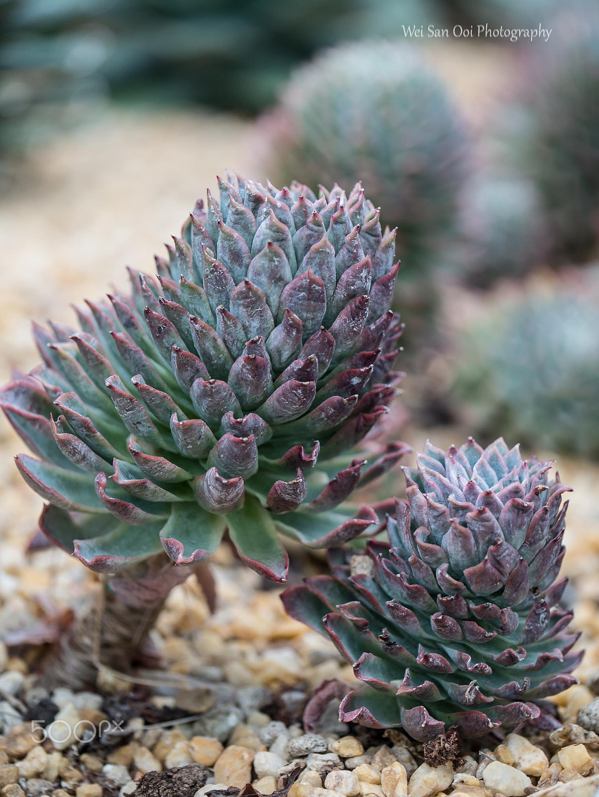 Panasonic Lumix DMC-GX7 sample photo. Succulent plant 05 photography