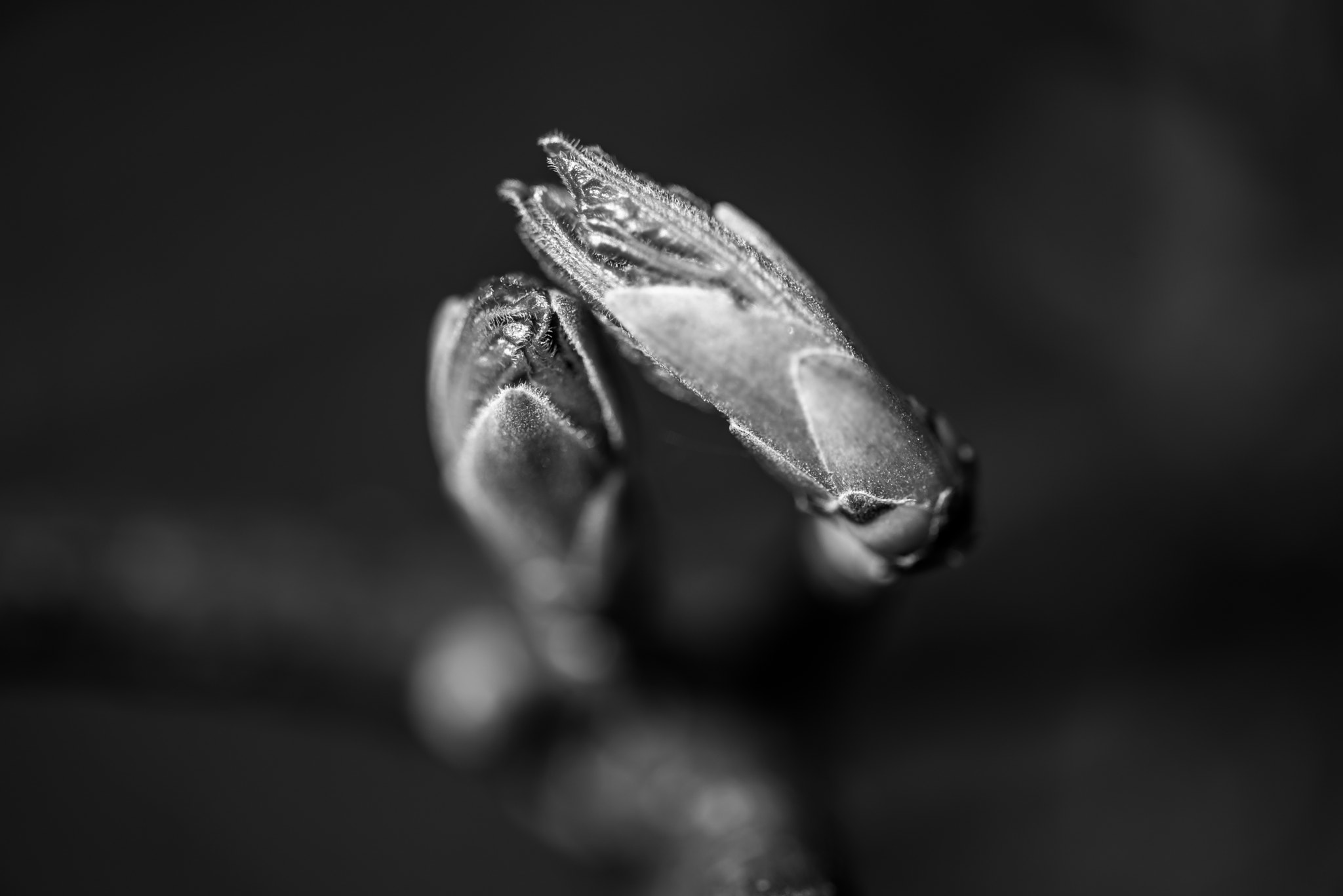 Sigma 105mm F2.8 EX DG OS HSM sample photo. Together photography