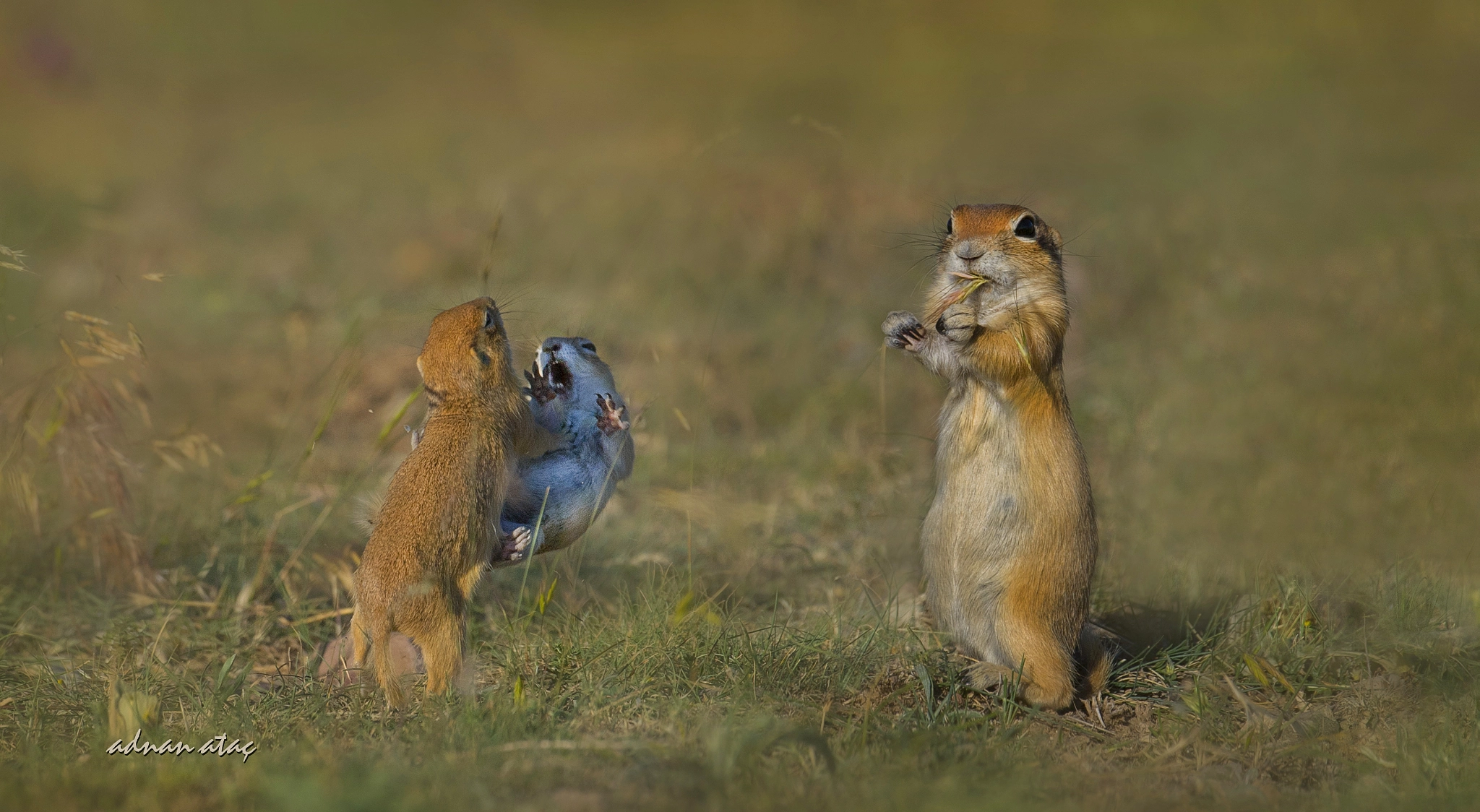 Nikon D5 + Sigma 300-800mm F5.6 EX DG HSM sample photo. Gelengi - anadolu yersincabı - spermophilus citell photography