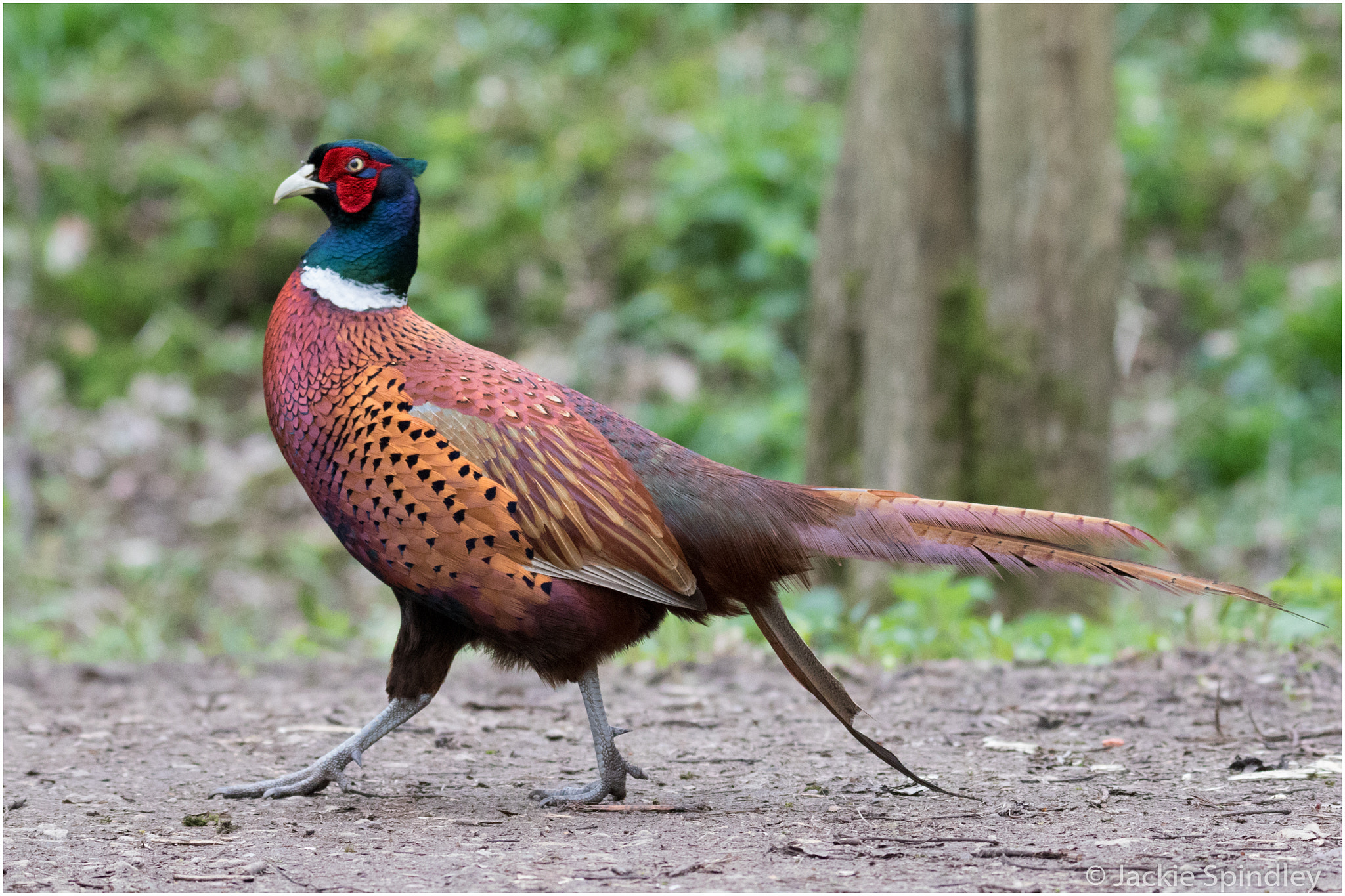 Tamron SP 150-600mm F5-6.3 Di VC USD sample photo. A male pheasant photography