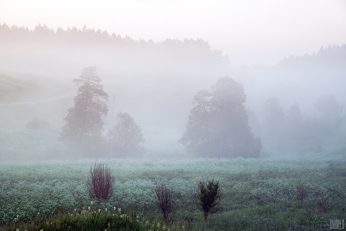 Nikon D800 sample photo. Fogs photography