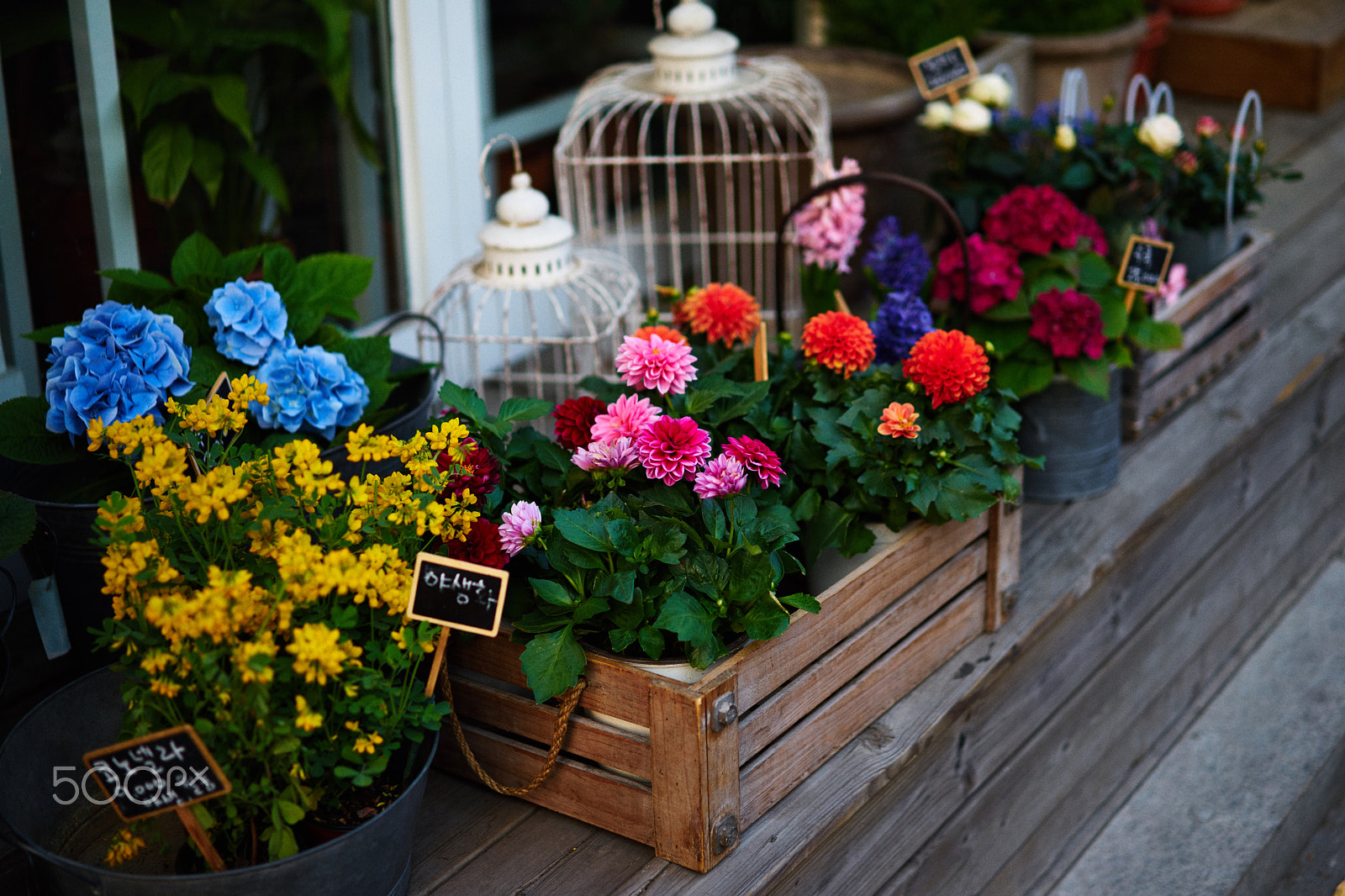 Sony a7 II + Sony Sonnar T* FE 55mm F1.8 ZA sample photo. Small garden photography