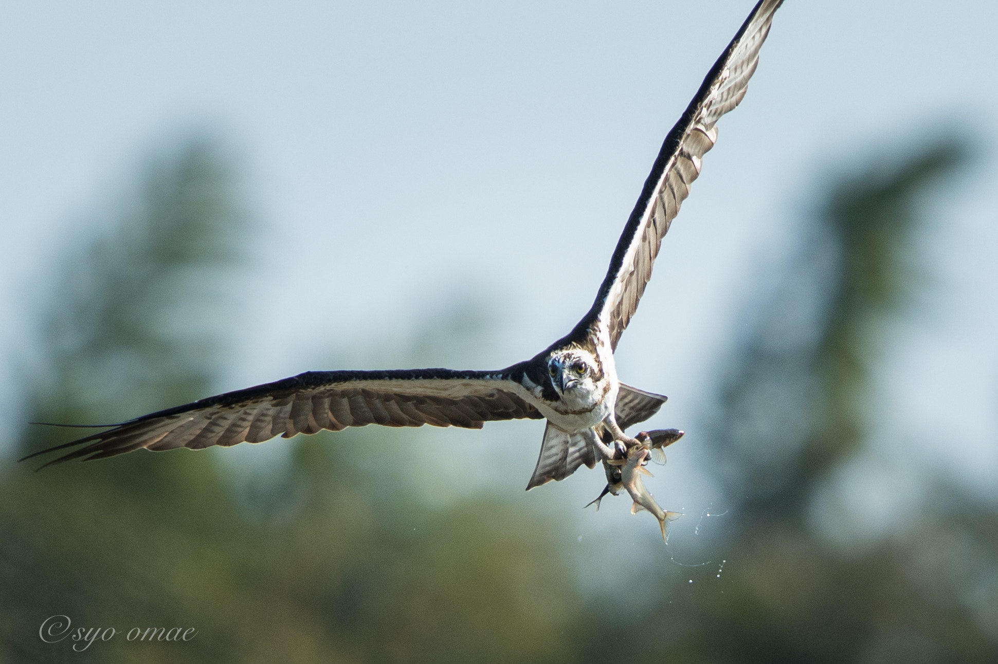 Nikon AF-S Nikkor 600mm F4G ED VR sample photo. Big eating osprey photography