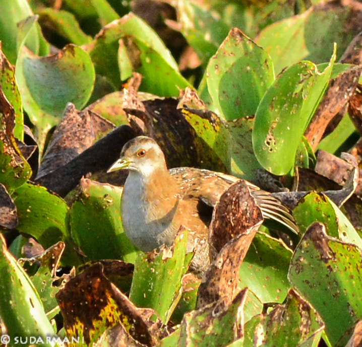 Nikon AF-S Nikkor 300mm F2.8G ED VR II sample photo. Baillon's crake photography