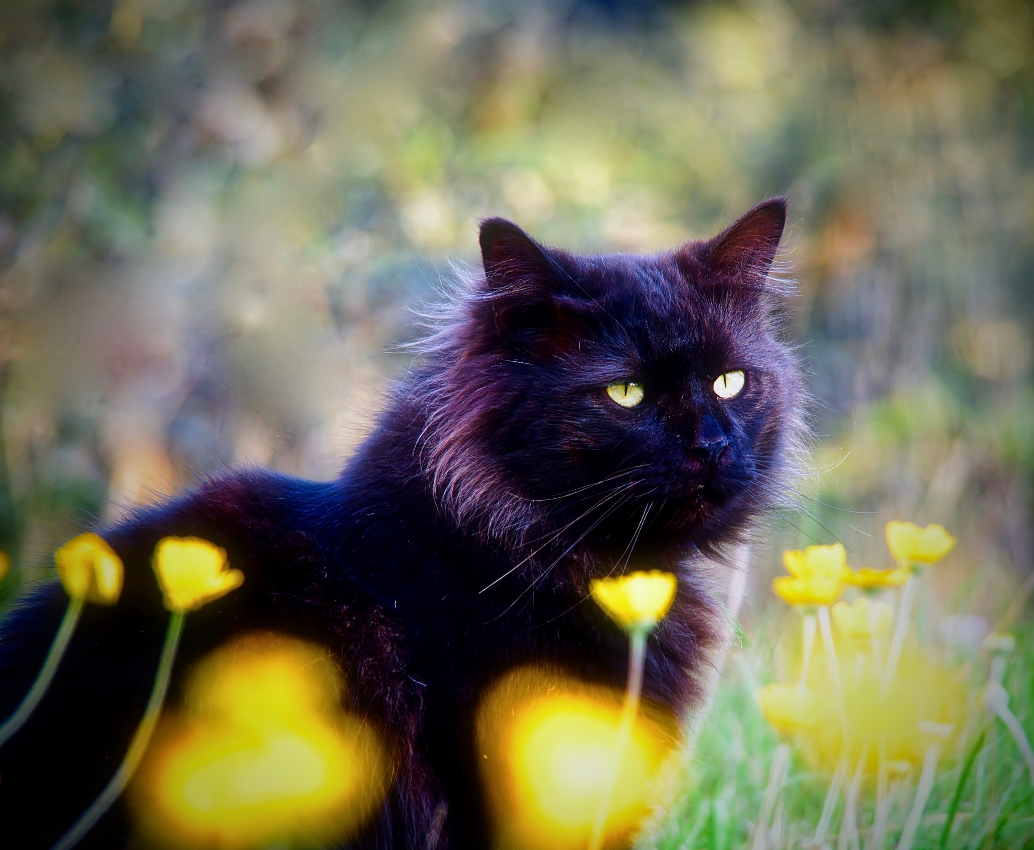 Olympus OM-D E-M1 sample photo. Black cat loves spring photography
