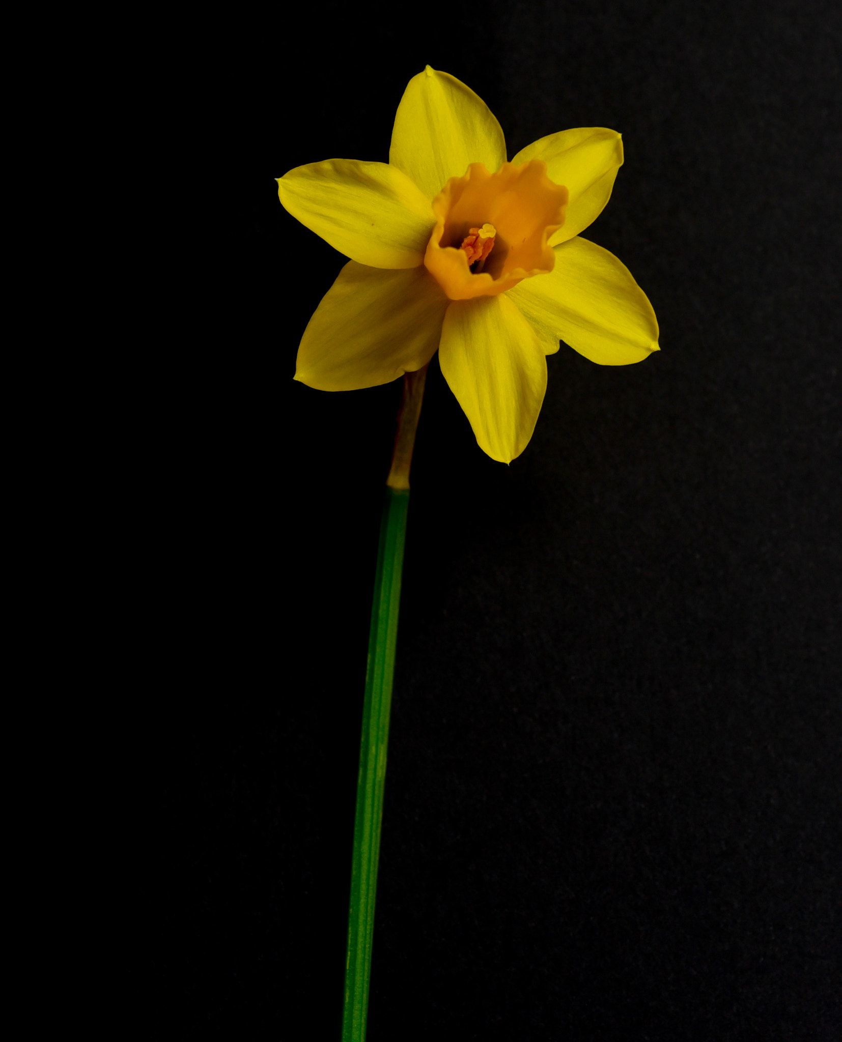 Nikon AF Micro-Nikkor 60mm F2.8D sample photo. Dsc photography