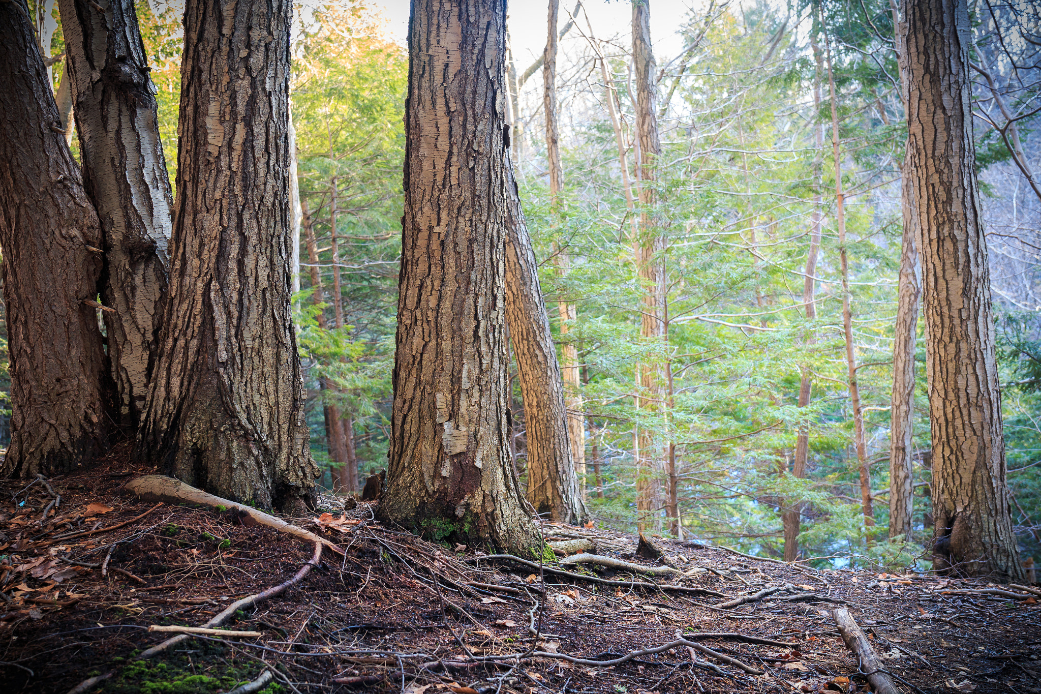 Canon EF 24-70mm F4L IS USM sample photo. Trees photography