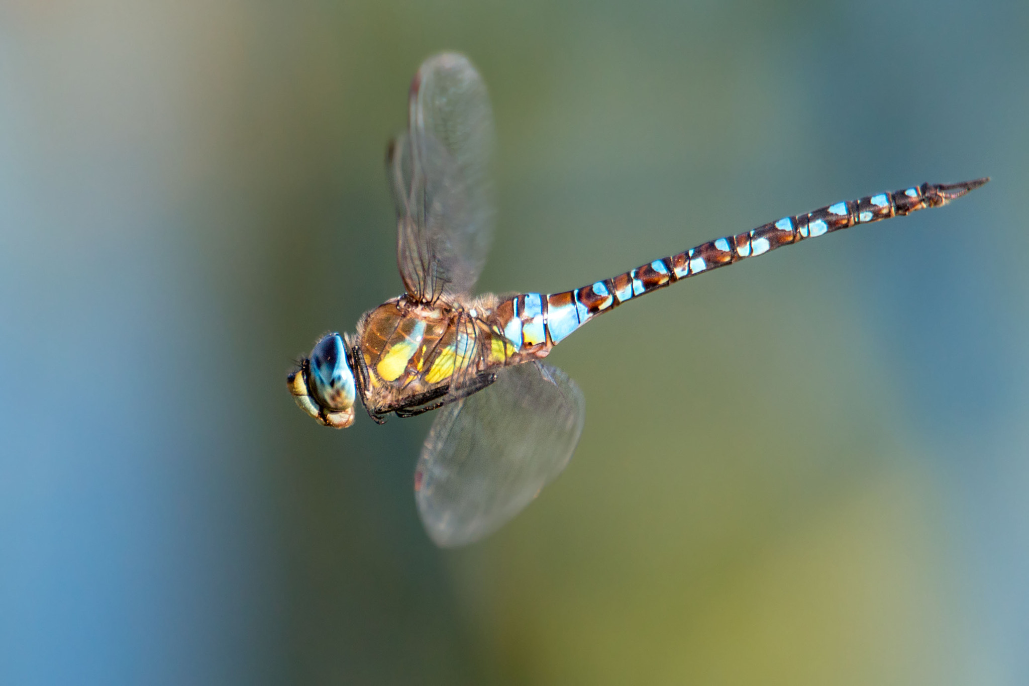 Canon EOS 70D sample photo. Blue emperor dragonfly photography