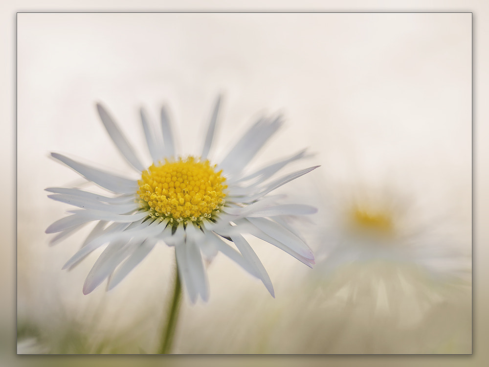 Nikon D300 + Sigma 150mm F2.8 EX DG OS Macro HSM sample photo. Daisy photography