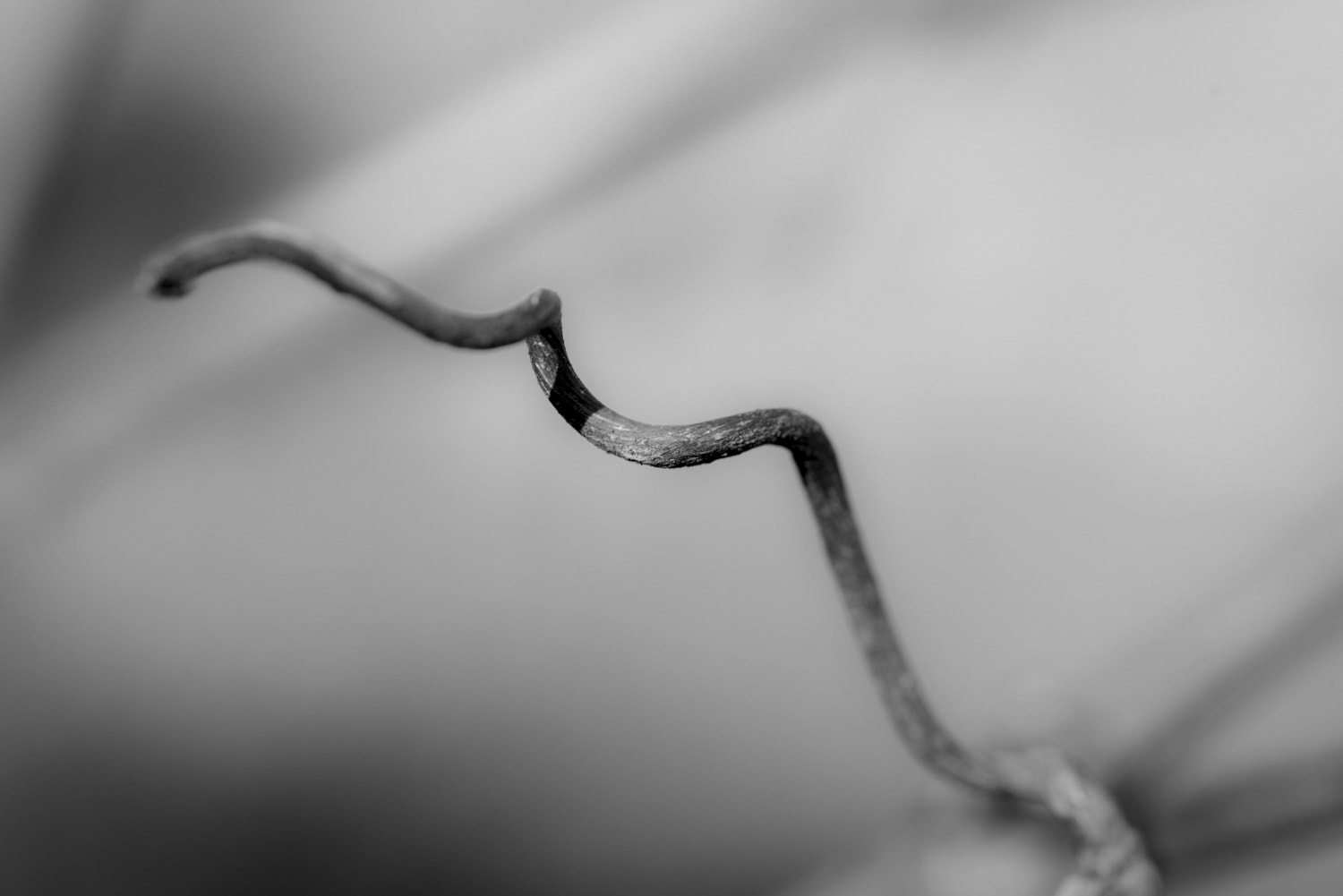 Sigma 105mm F2.8 EX DG OS HSM sample photo. Ritorto photography
