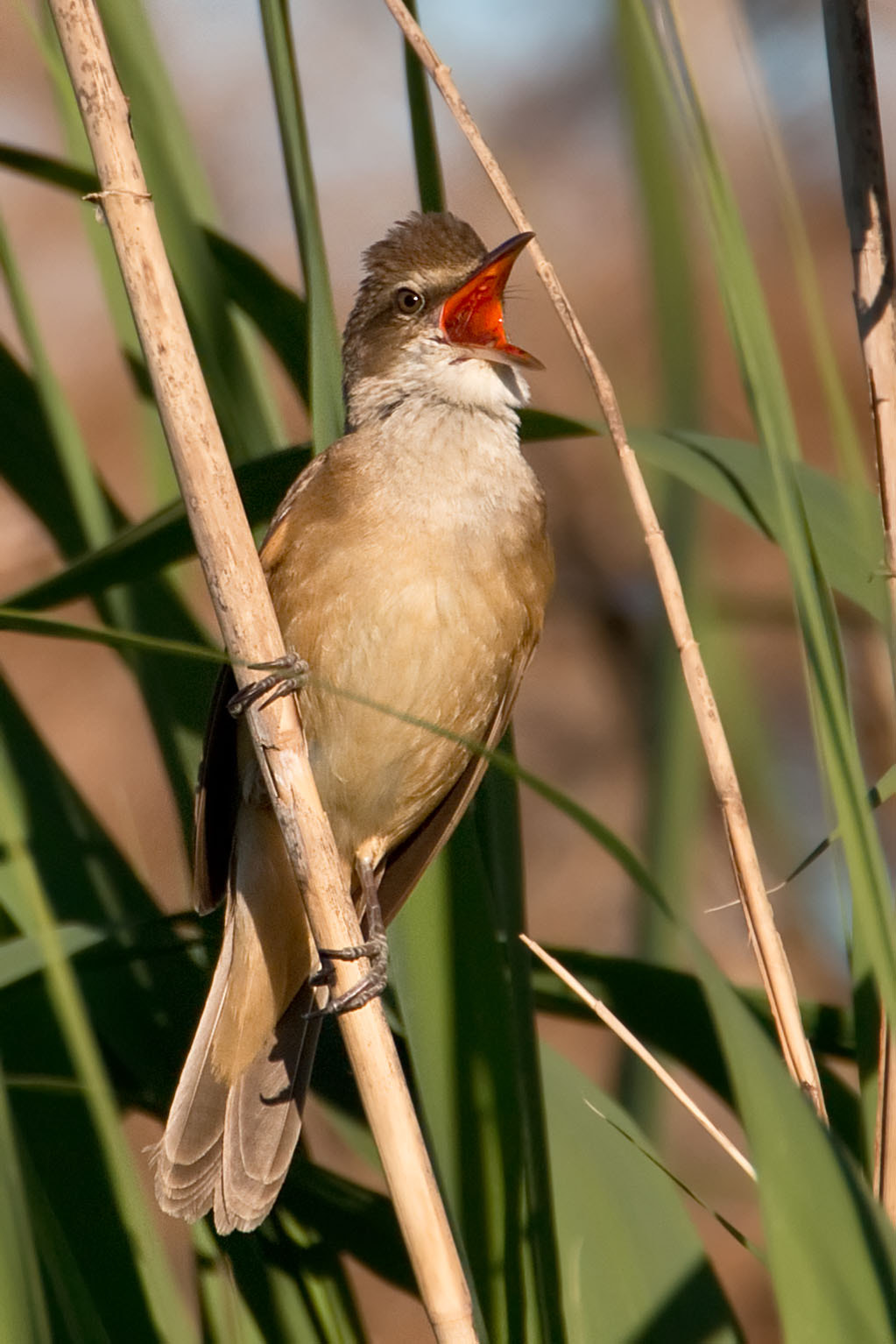 Canon EOS 70D sample photo. Great reed warbler singing photography