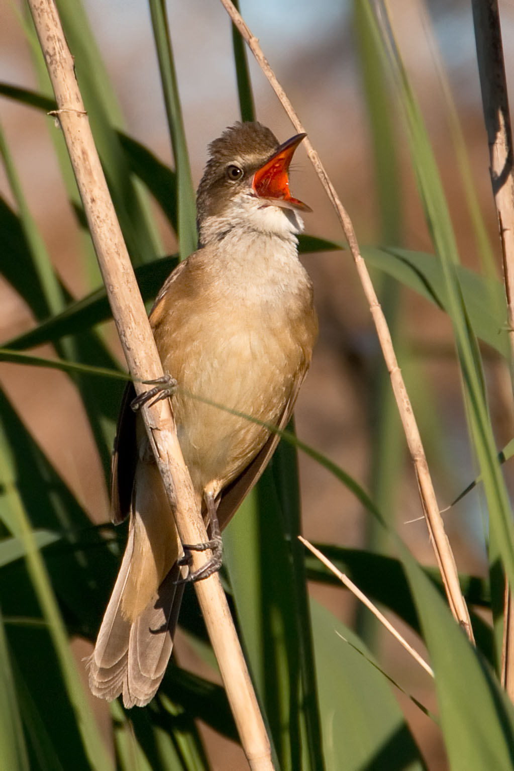 Tamron SP 150-600mm F5-6.3 Di VC USD sample photo. Great reed warbler singing photography