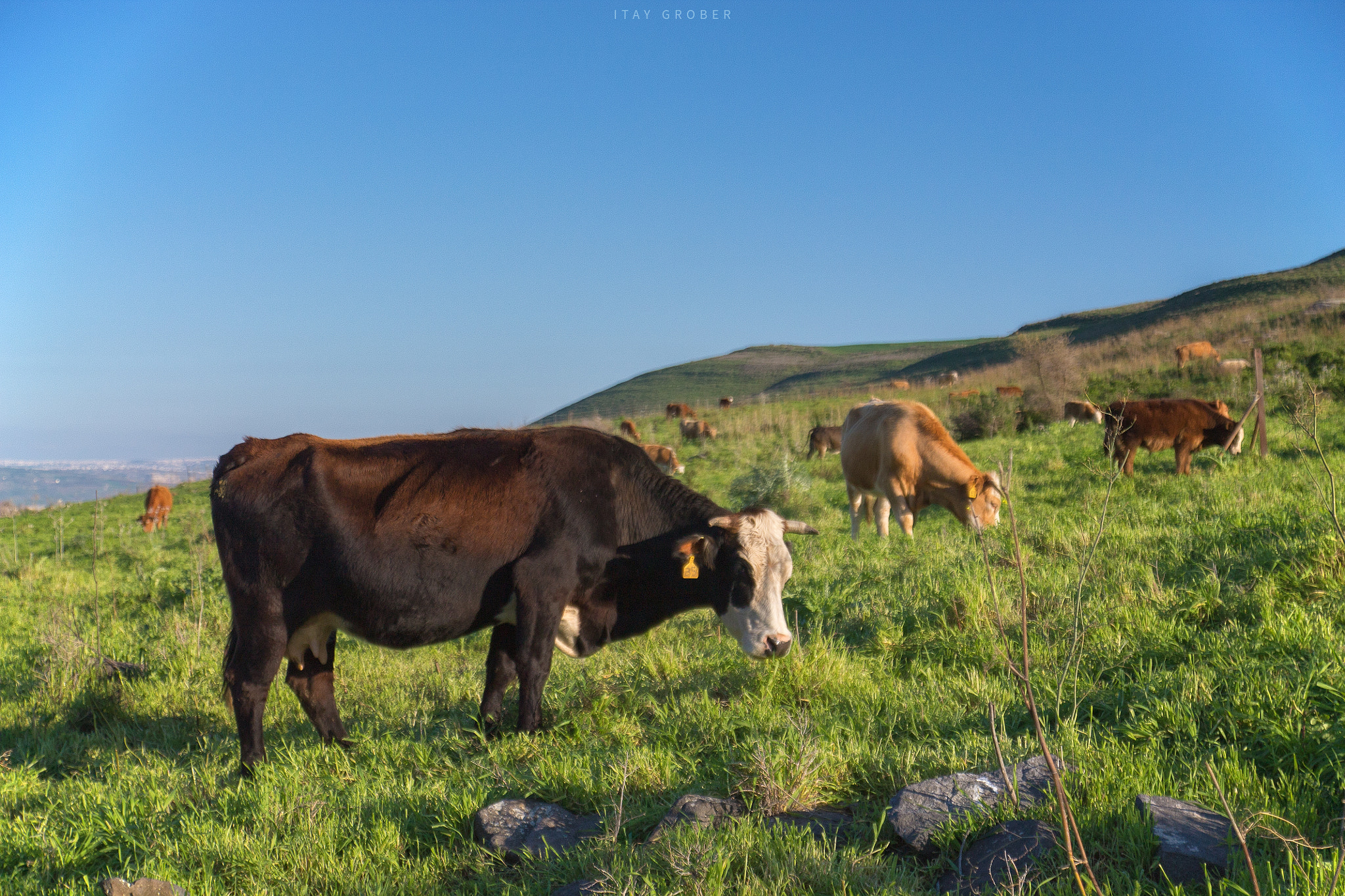 Canon EF-S 17-55mm F2.8 IS USM sample photo. Cows photography