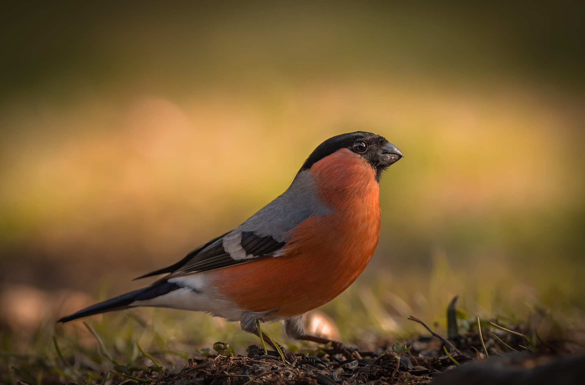 Nikon D5100 sample photo. Chaffinch photography