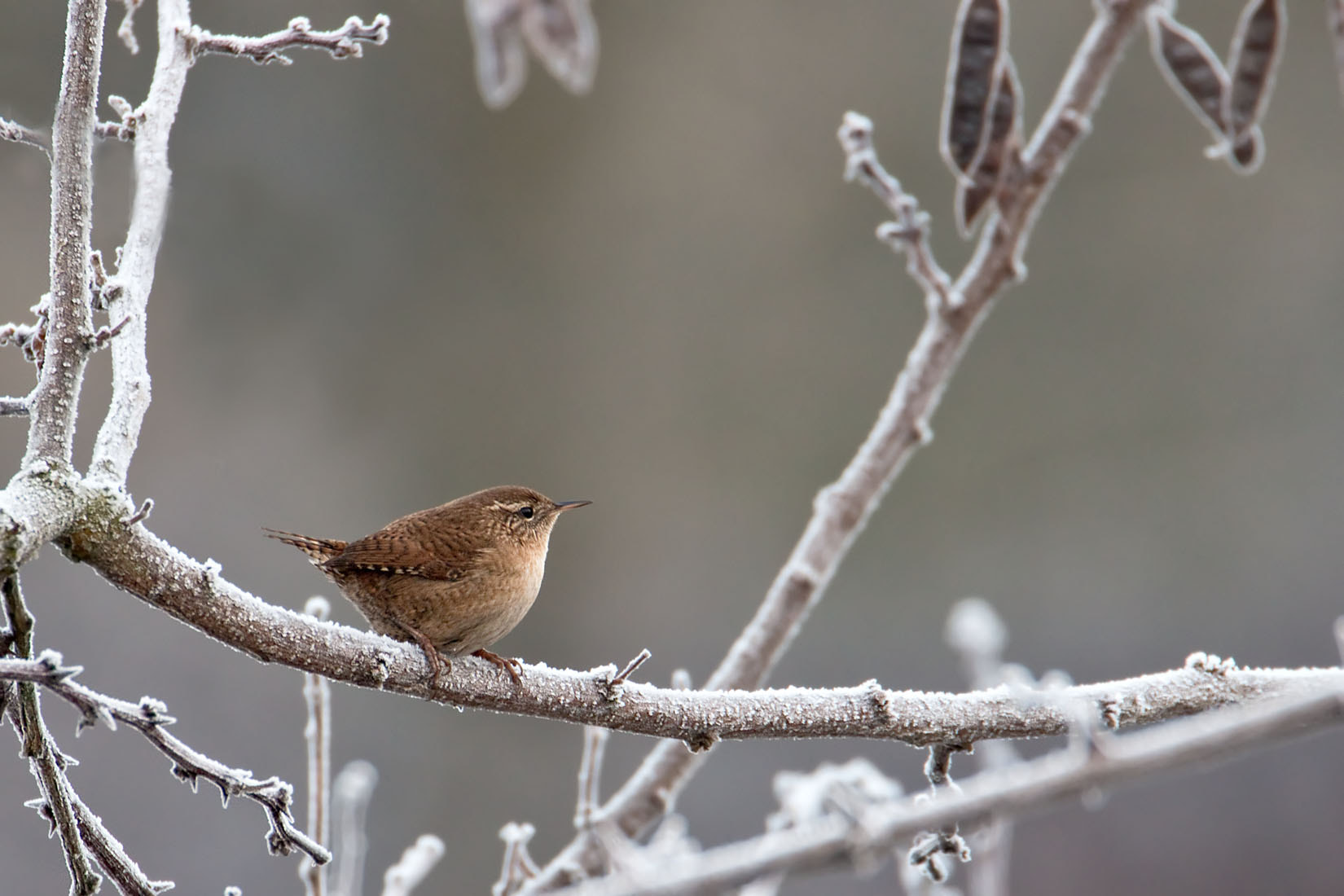 Tamron SP 150-600mm F5-6.3 Di VC USD sample photo. Eurasian wren photography