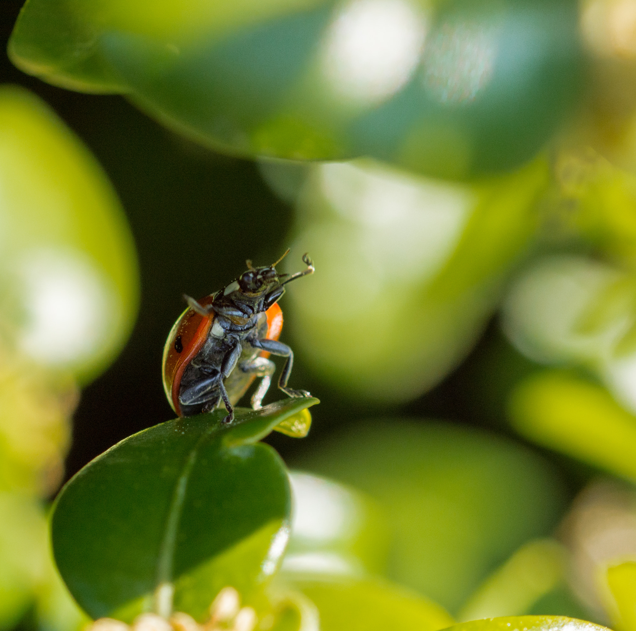 Sigma 105mm F2.8 EX DG OS HSM sample photo. Ladybug spreading it's  legs photography