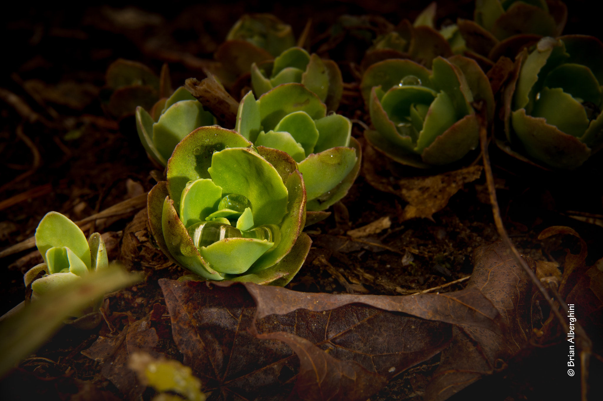 Nikon D7100 sample photo. Spring will sprung photography