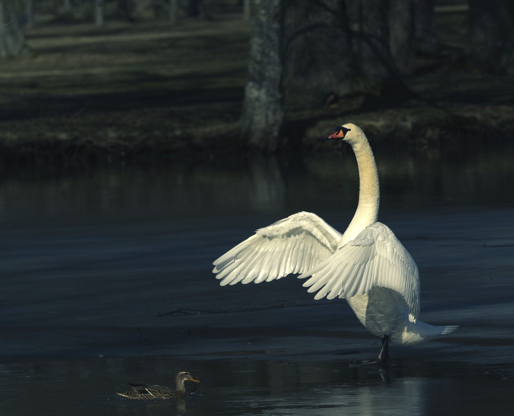 Olympus M.Zuiko Digital ED 40-150mm F2.8 Pro sample photo. Anatidae photography