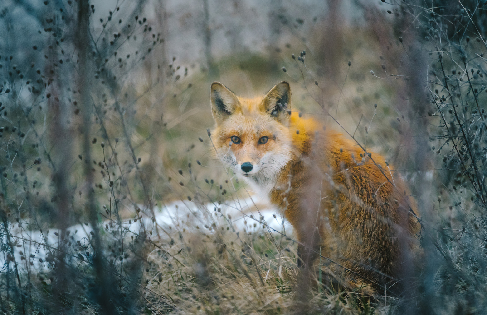 Nikon D750 sample photo. Red fox sir photography