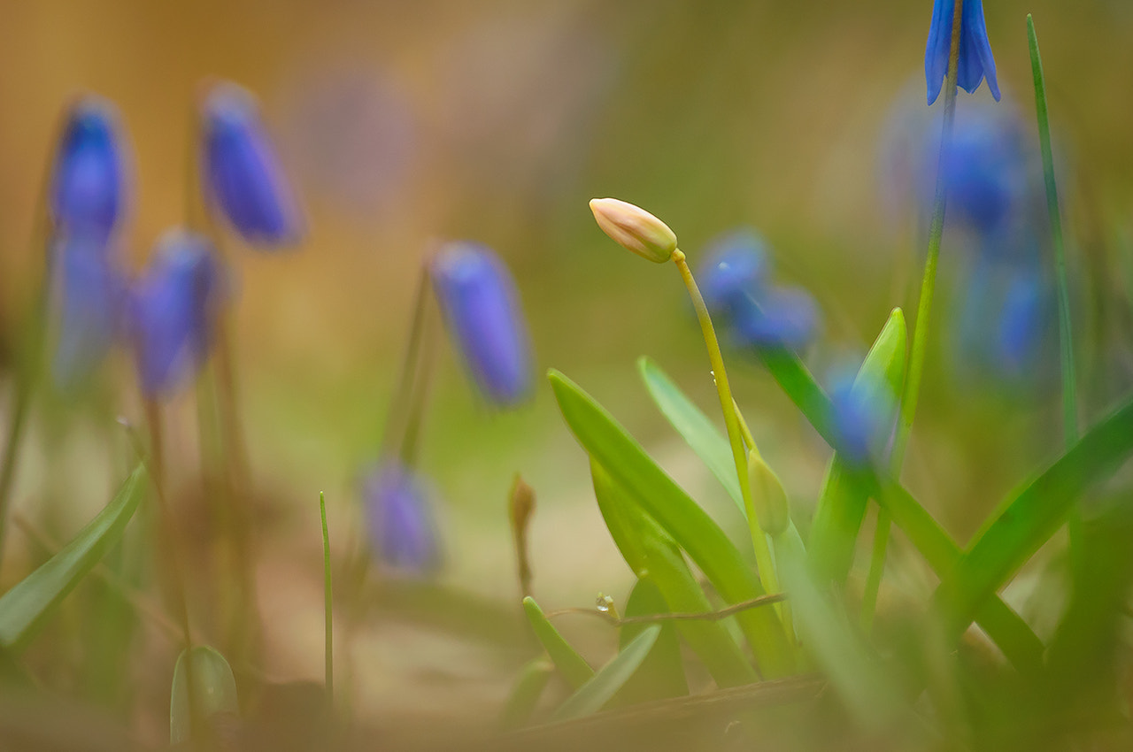 Nikon AF-S Nikkor 70-200mm F4G ED VR sample photo. Не такой как все (not like everyone else) photography