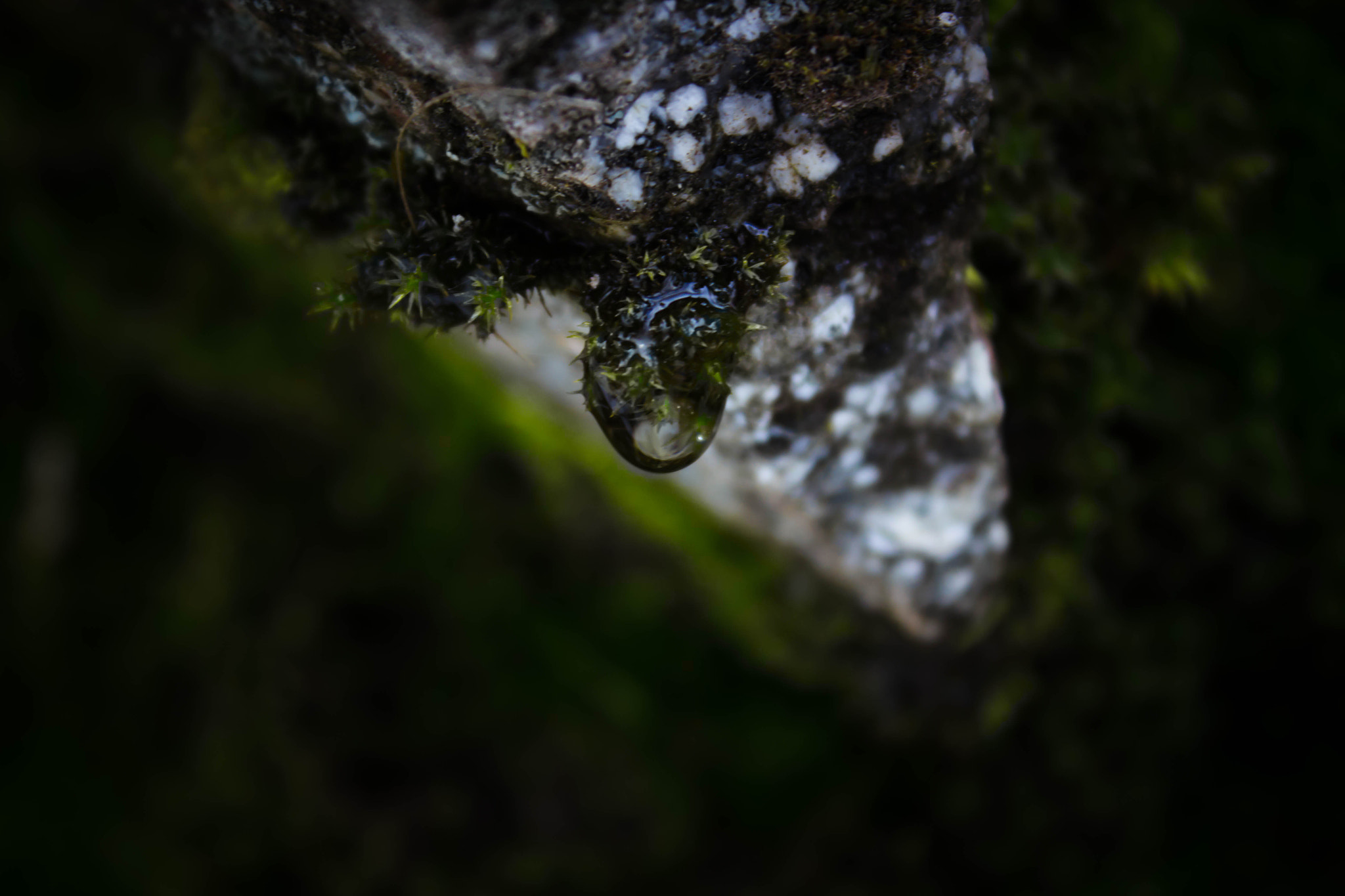 Canon EOS 700D (EOS Rebel T5i / EOS Kiss X7i) sample photo. Droplet photography