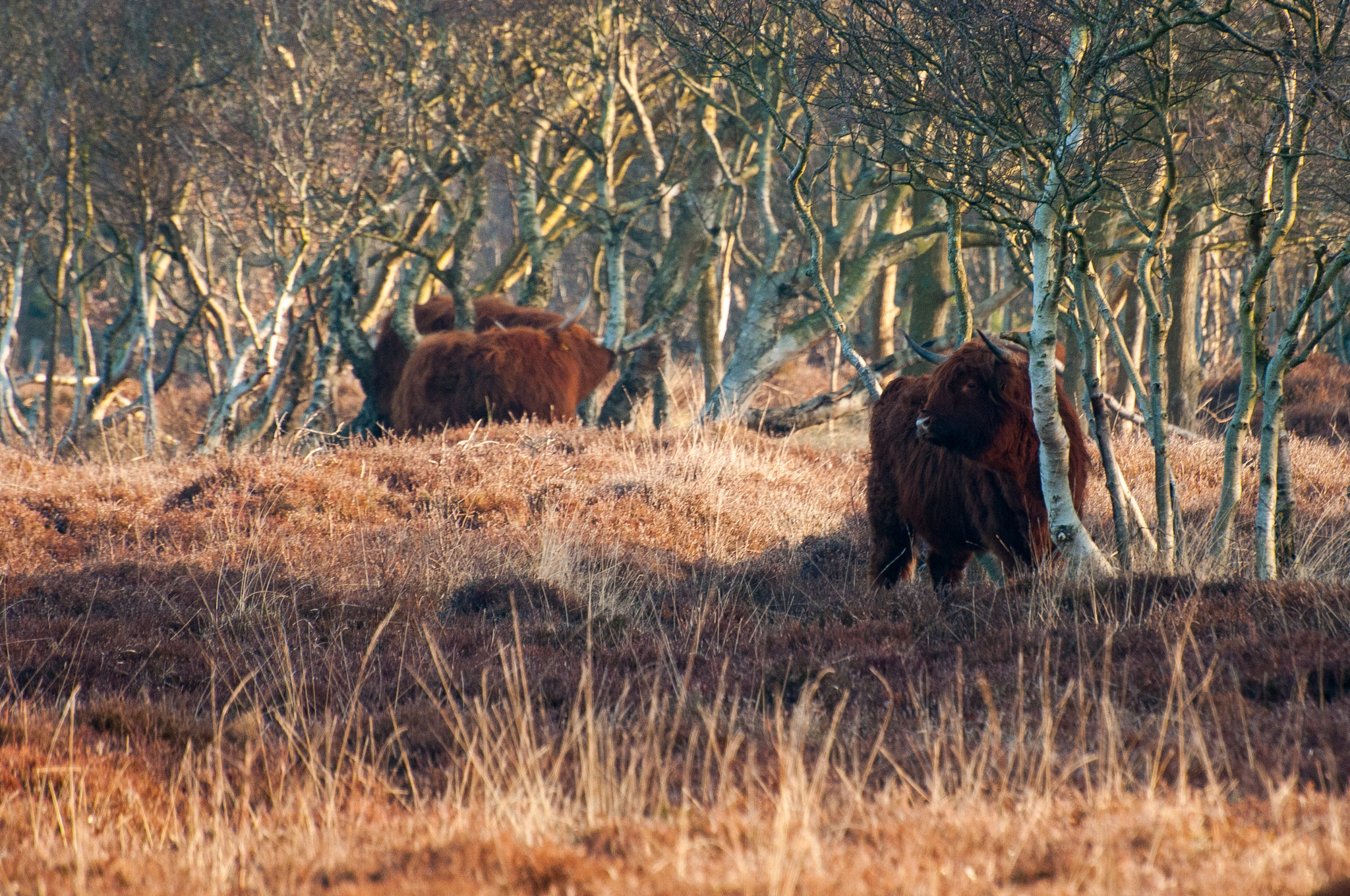 Nikon D300 sample photo. Highland cattle photography