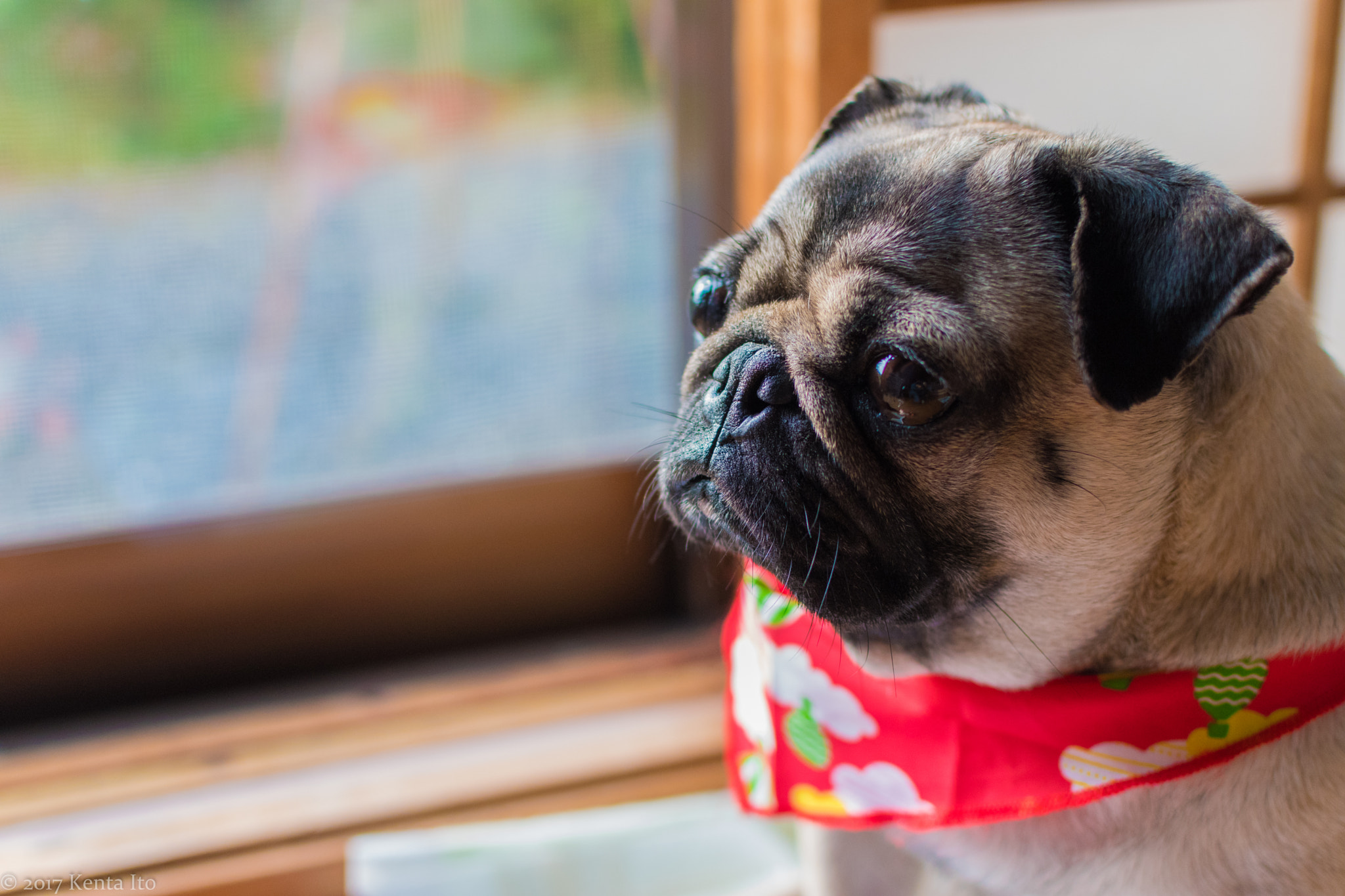 Nikon D5500 + Nikon AF-S DX Nikkor 35mm F1.8G sample photo. Smart pug photography